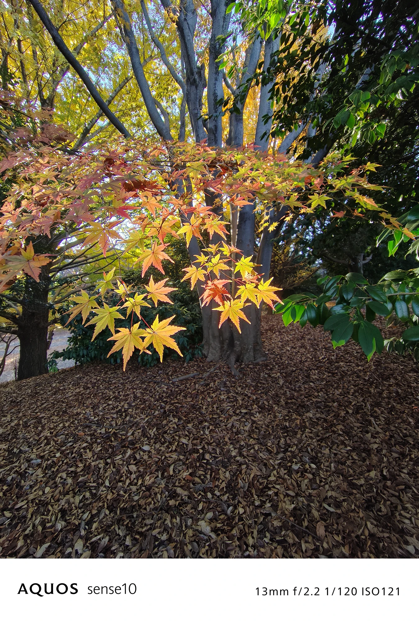 AQUOS sense10カメラ作例：鮮やかに色づいた紅葉と自然風景の撮影サンプル