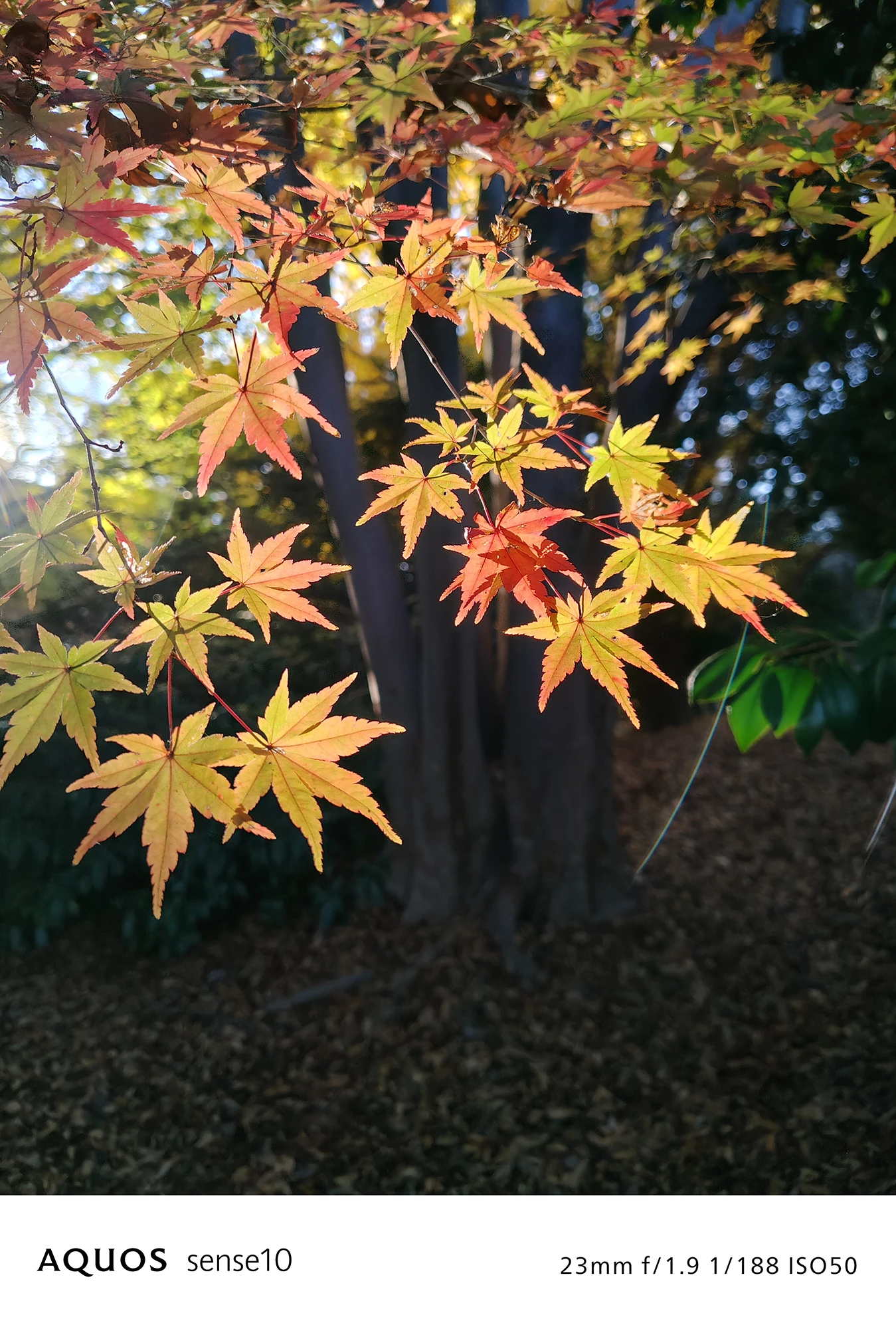 AQUOS sense10カメラ作例：標準レンズ(23mm)で撮影した光に透ける紅葉の写真