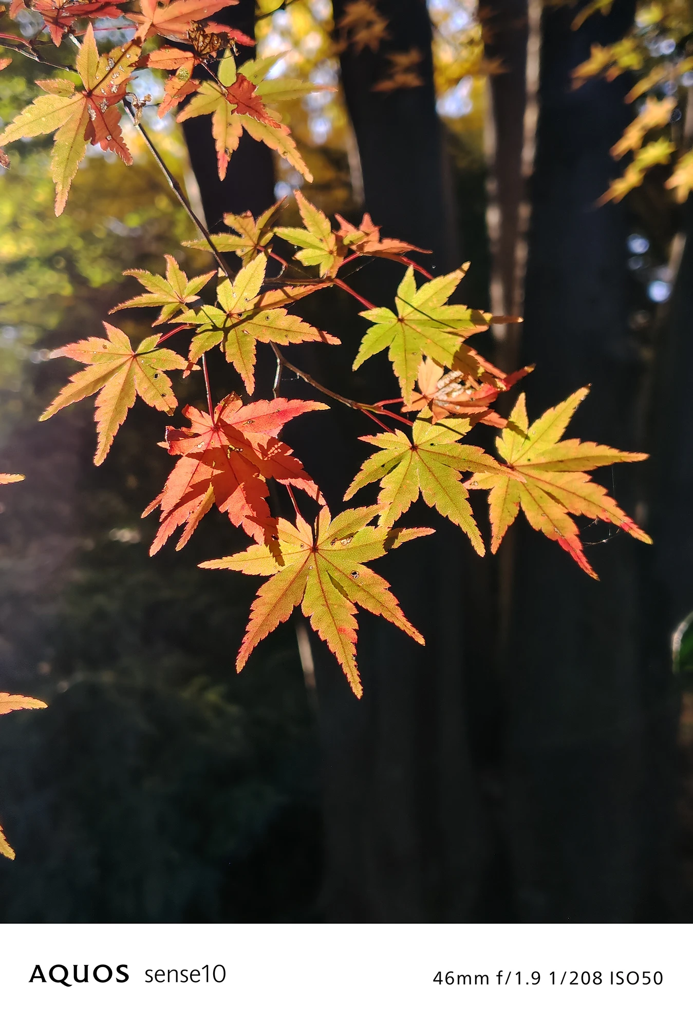 AQUOS sense10撮影サンプル：46mm画角での紅葉撮影（f/1.9 ISO50）
