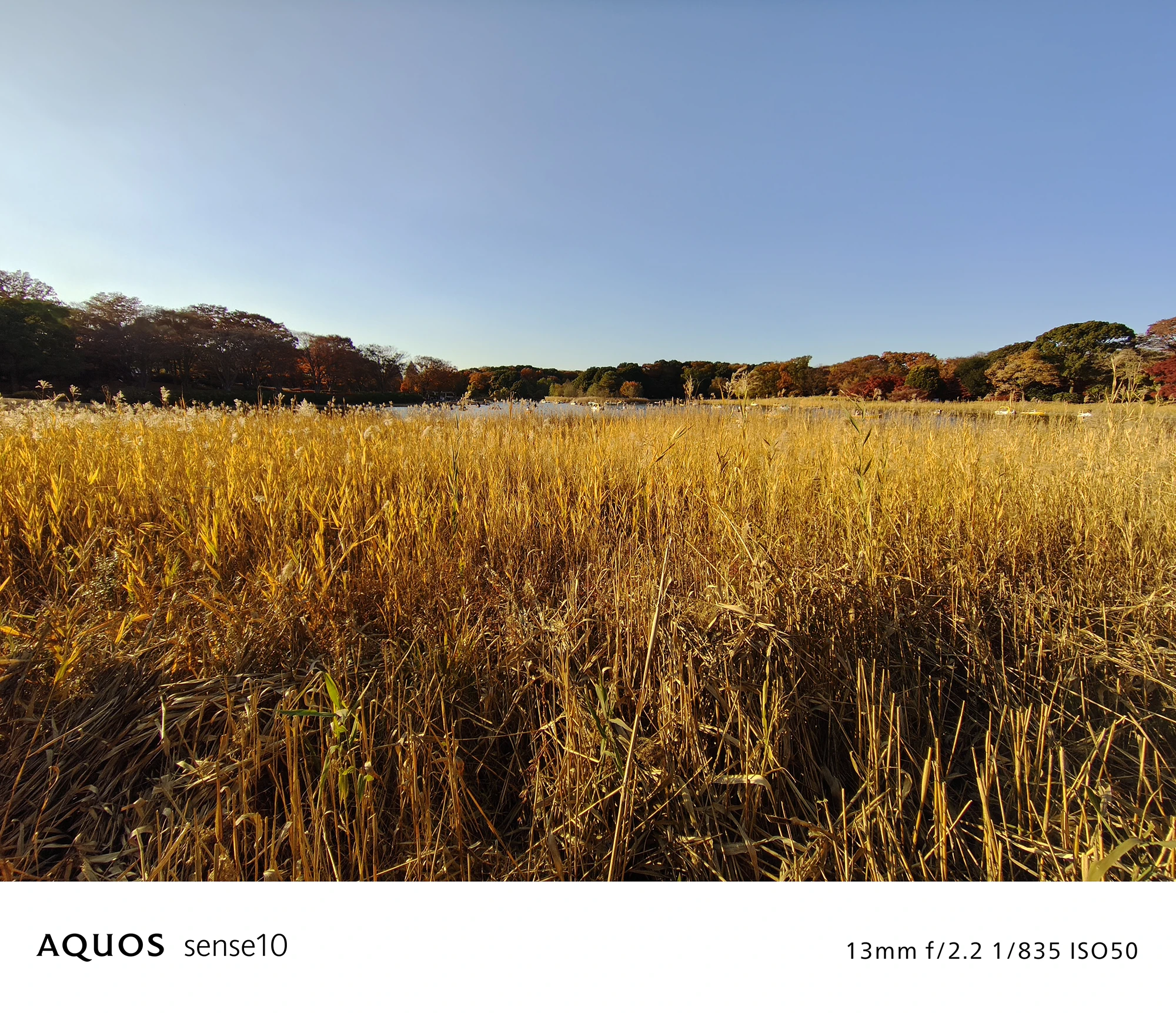 AQUOS sense10カメラ作例：13mm広角レンズで撮影した青空と草原の風景写真