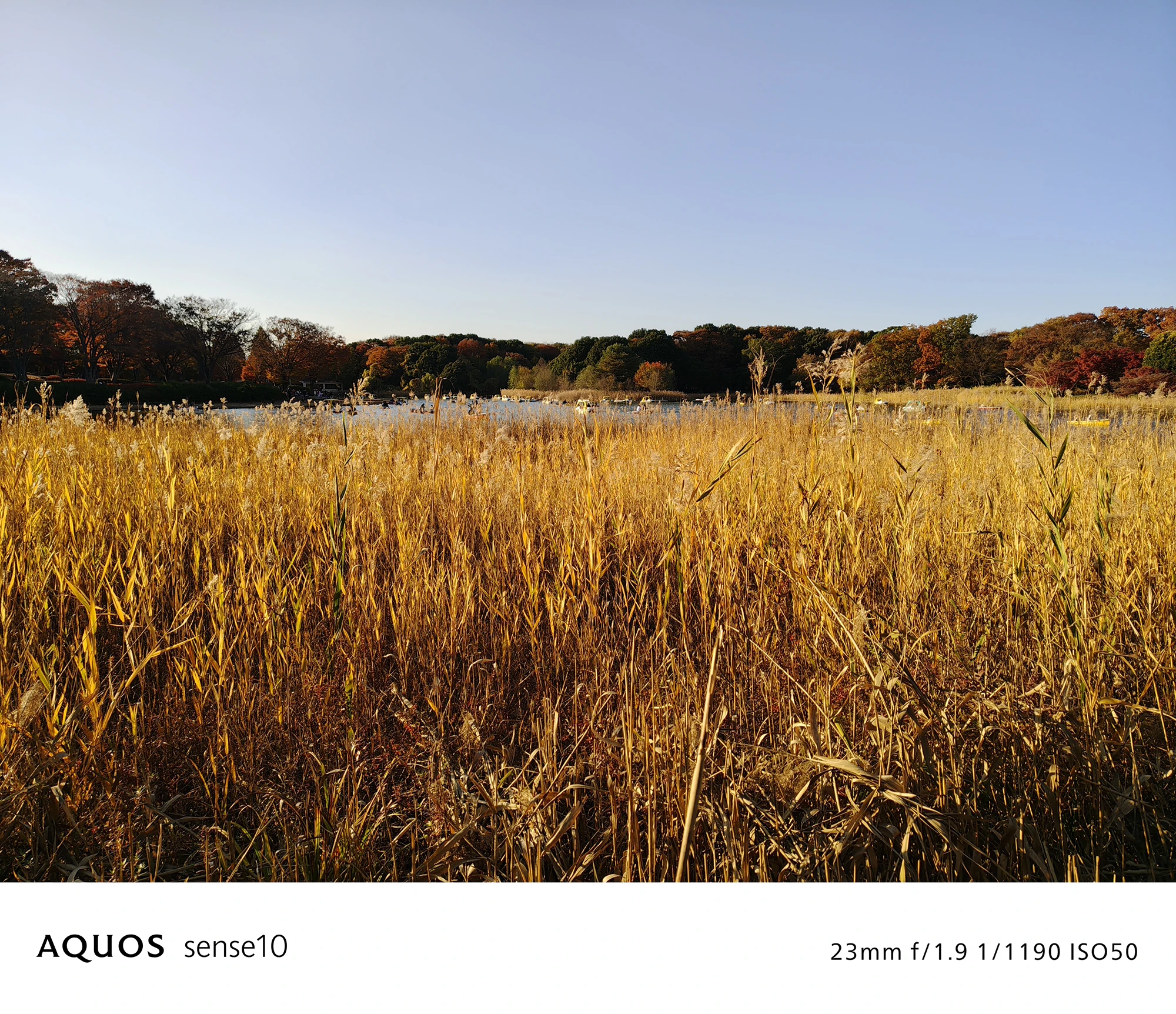 AQUOS sense10カメラ作例：標準レンズ(23mm)で撮影した秋のススキ野原と湖畔の風景