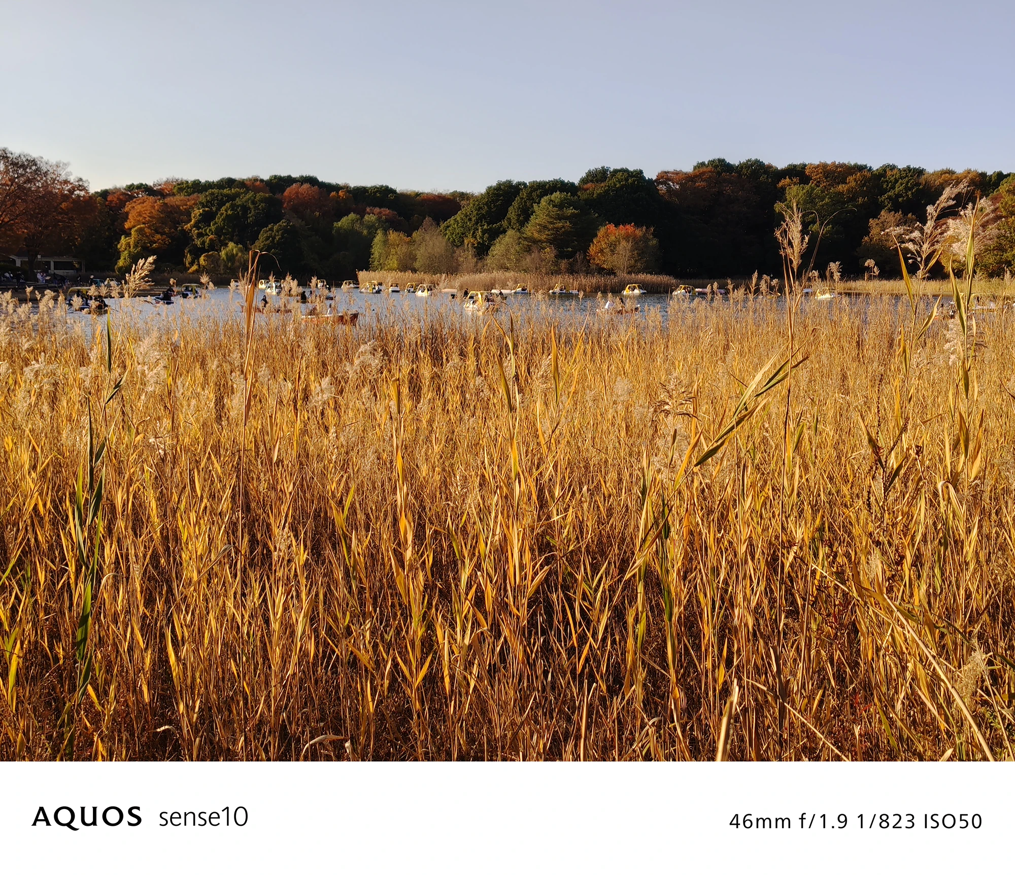 AQUOS sense10撮影サンプル：46mm画角での風景写真（f/1.9 1/823 ISO50）