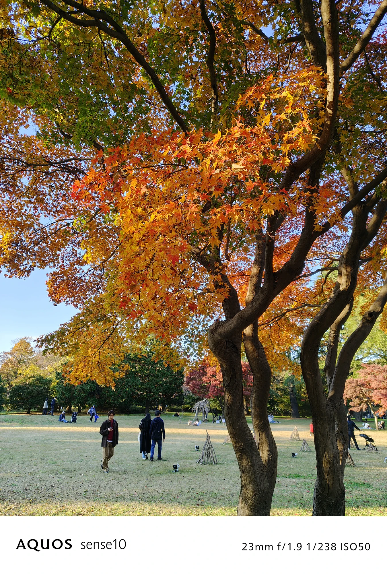 AQUOS sense10カメラ作例：標準レンズ(23mm)で撮影した紅葉と公園の風景