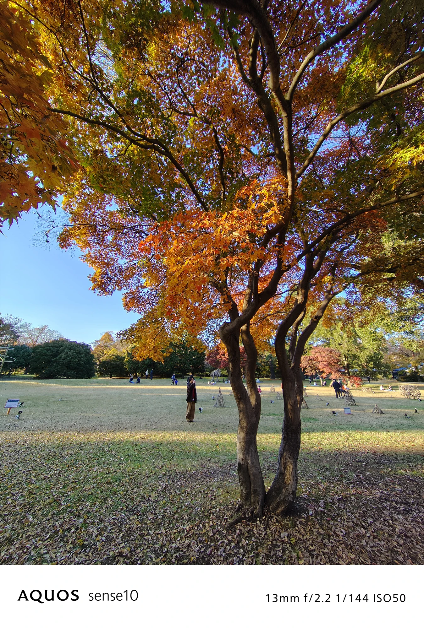 AQUOS sense10カメラ作例：広角レンズ(13mm)で撮影した秋の公園と紅葉の風景