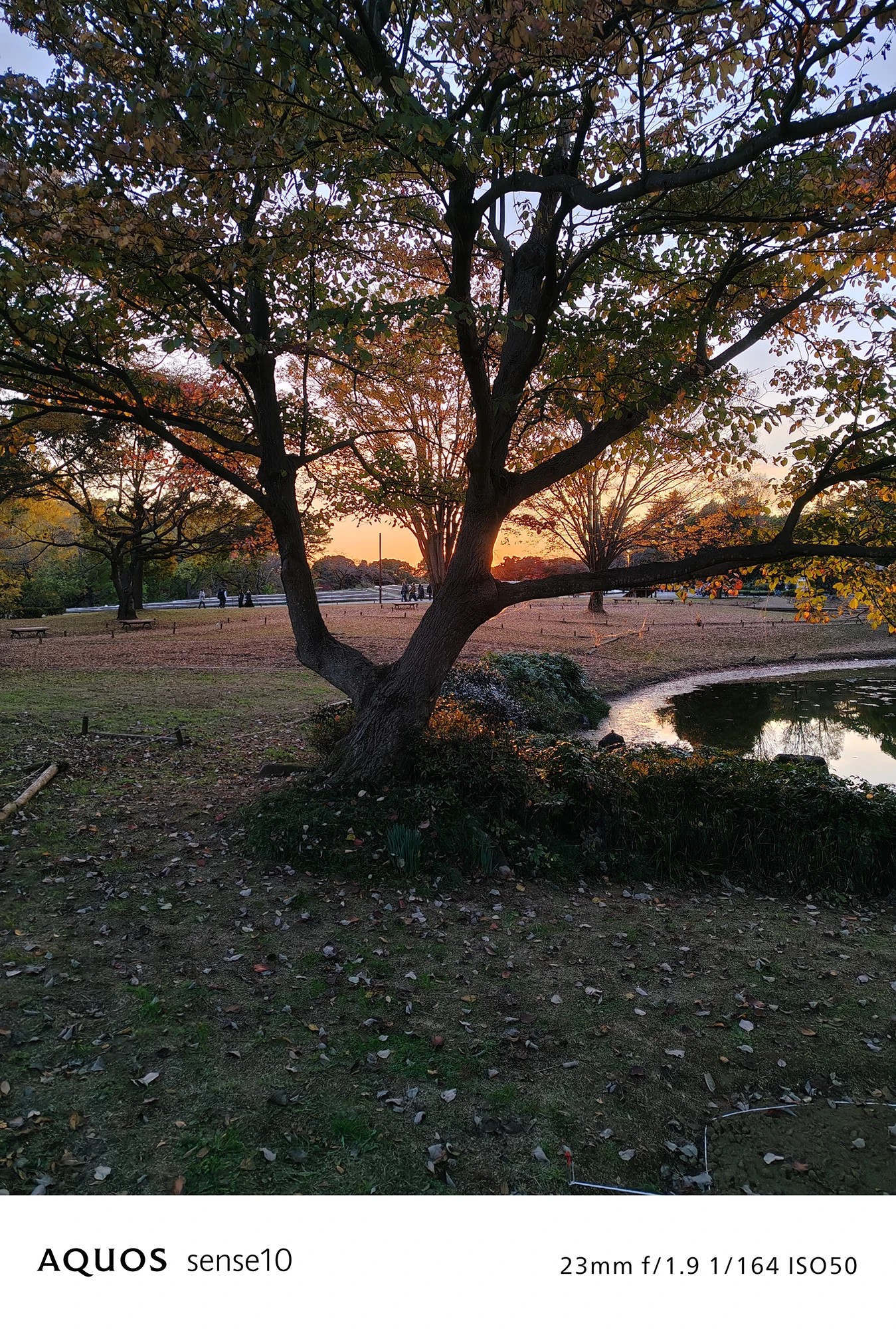 AQUOS sense10撮影サンプル：日没前の公園風景と池（23mm f/1.9 ISO50）