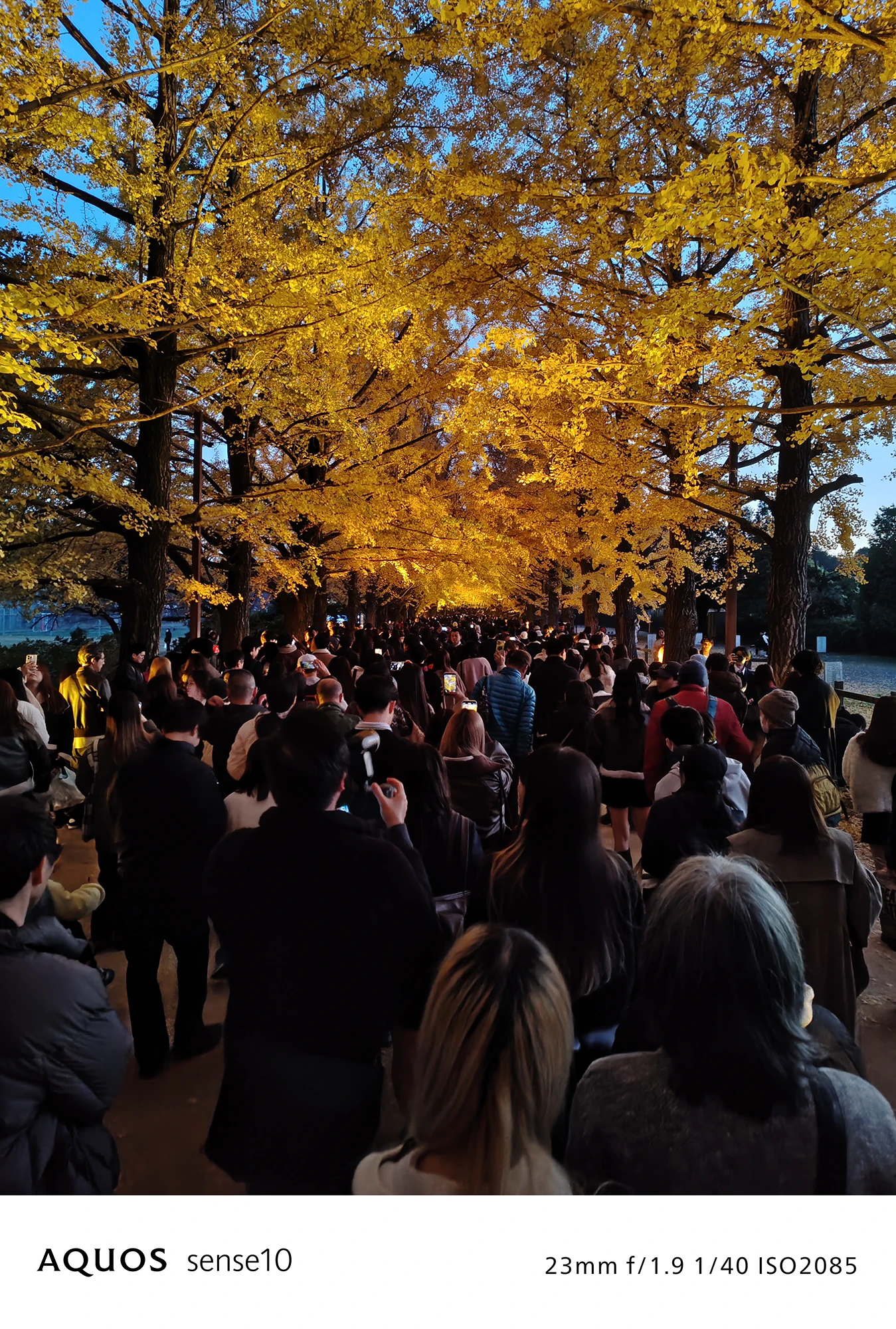 AQUOS sense10撮影サンプル：広角で捉えた**夜のイチョウ並木と大勢の鑑賞客**（f/1.9 ISO2085）