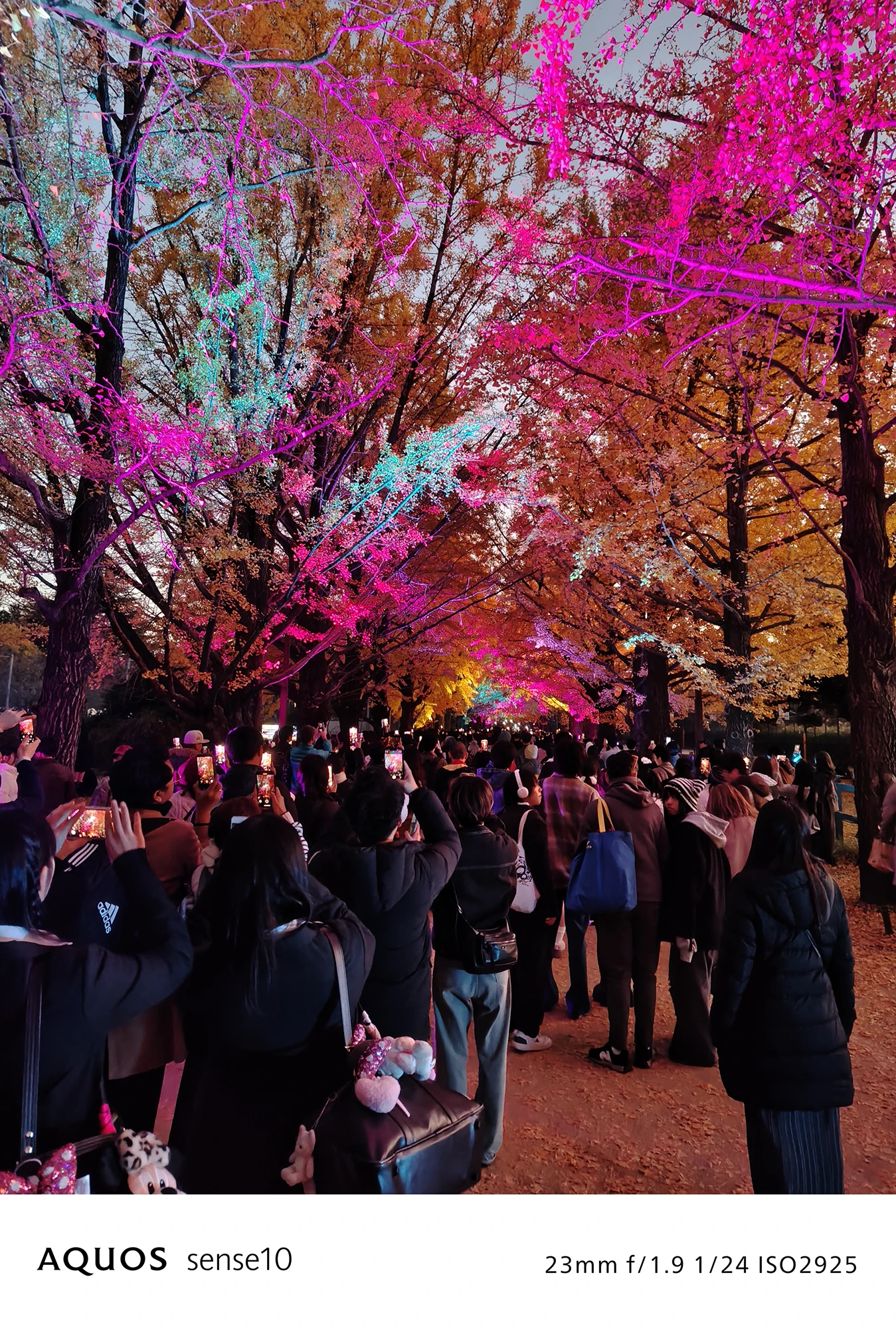 AQUOS sense10撮影サンプル：広角で捉えた**カラフルにライトアップされたイチョウ並木**（f/1.9 ISO2925）