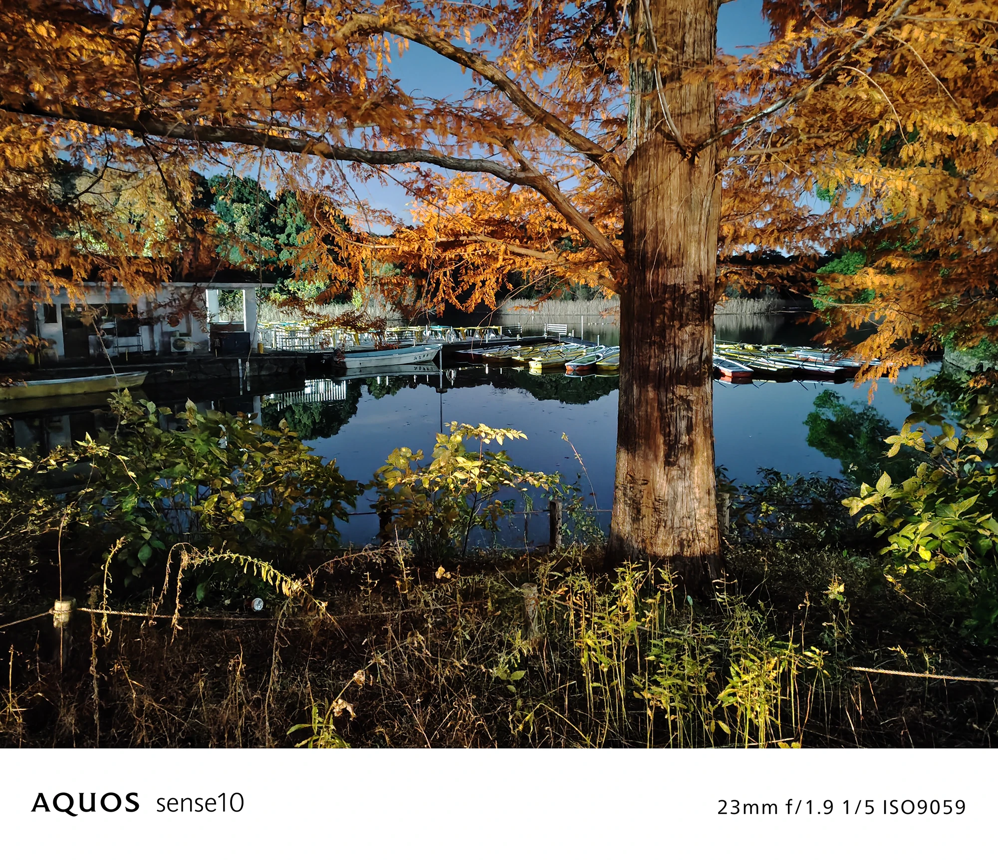 AQUOS sense10撮影サンプル：広角で捉えた**夜の水辺とボート乗り場、ライトアップされた紅葉**（f/1.9 ISO9059）