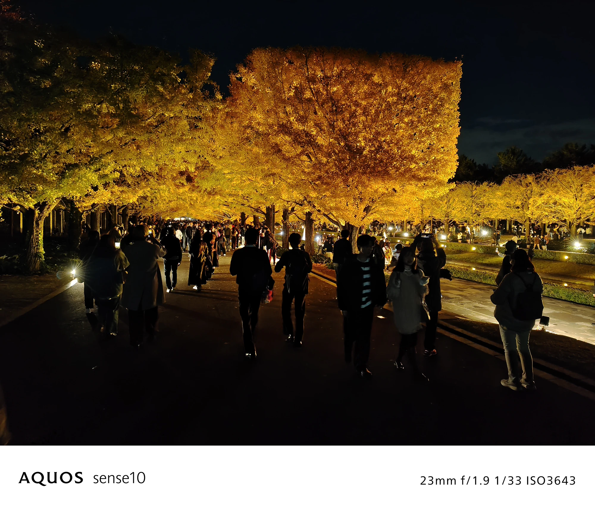 AQUOS sense10撮影サンプル：広角で捉えた**夜のイチョウ並木と多くの人々**（f/1.9 ISO3643）