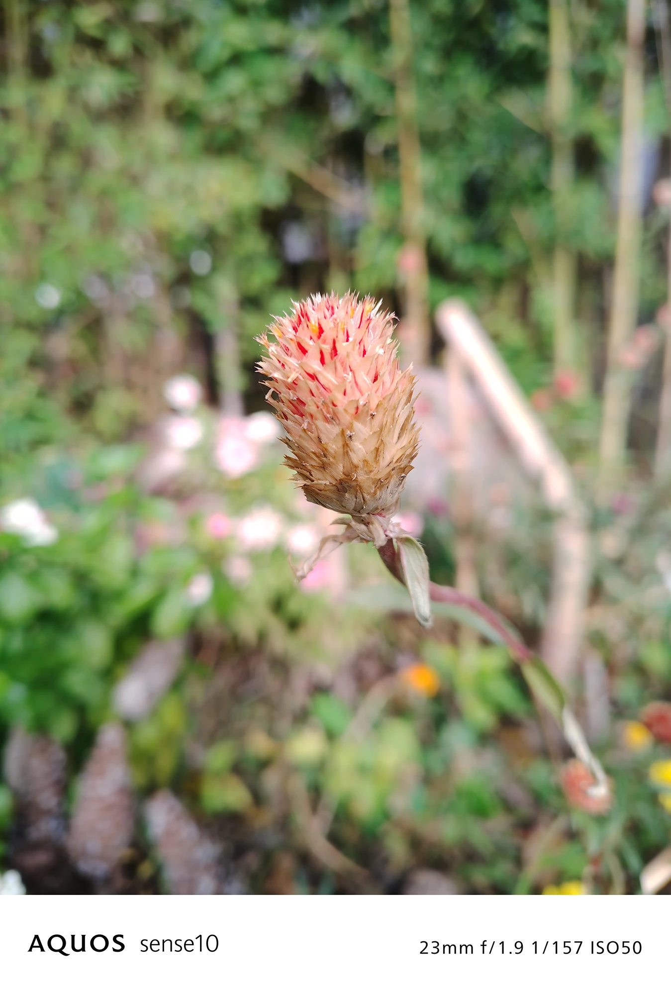 AQUOS sense10撮影サンプル：日中の花穂の接写と質感描写（23mm f/1.9 ISO50）