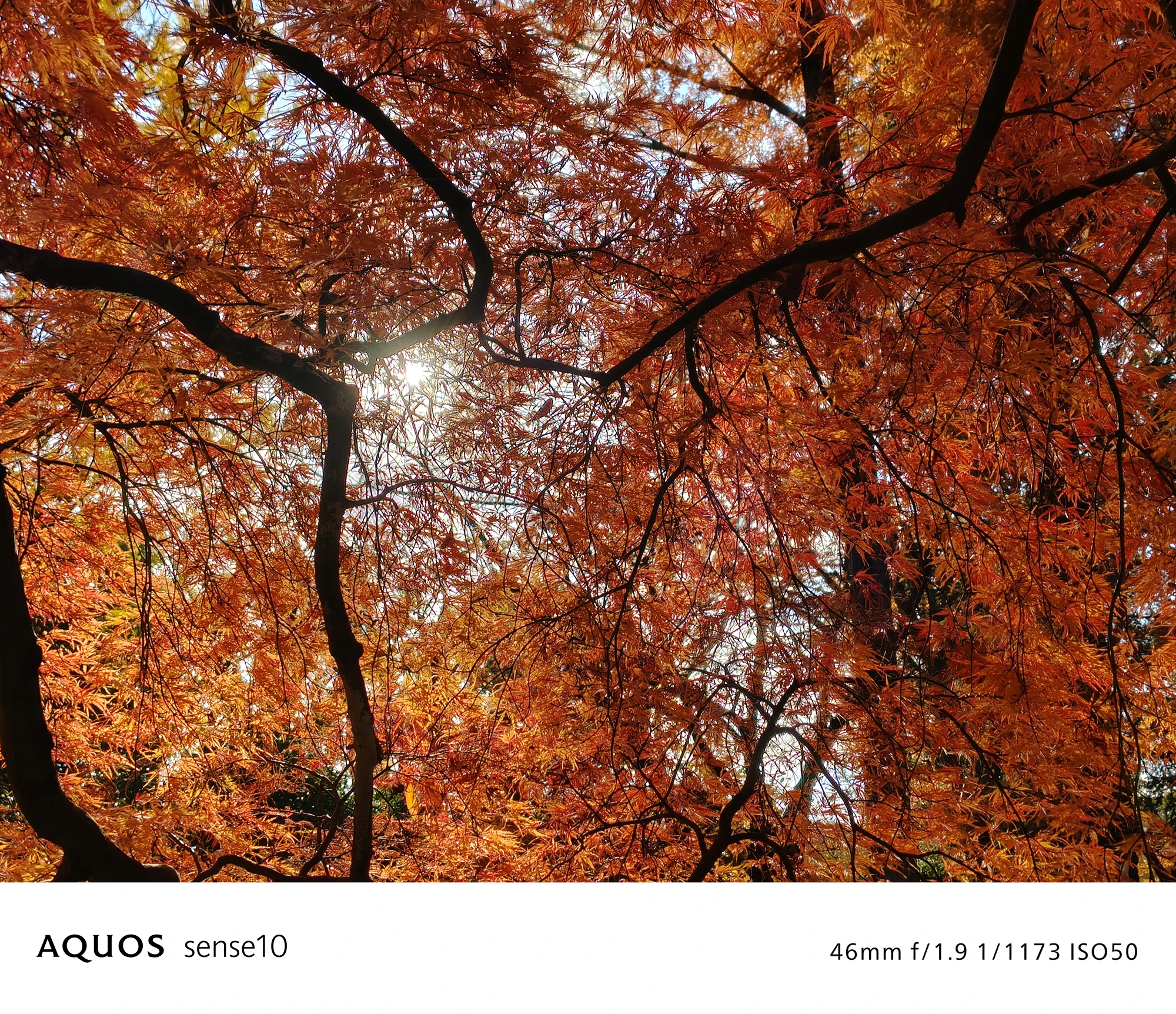 AQUOS sense10撮影サンプル：強い逆光で光芒が発生した紅葉の写真（46mm f/1.9 ISO50）