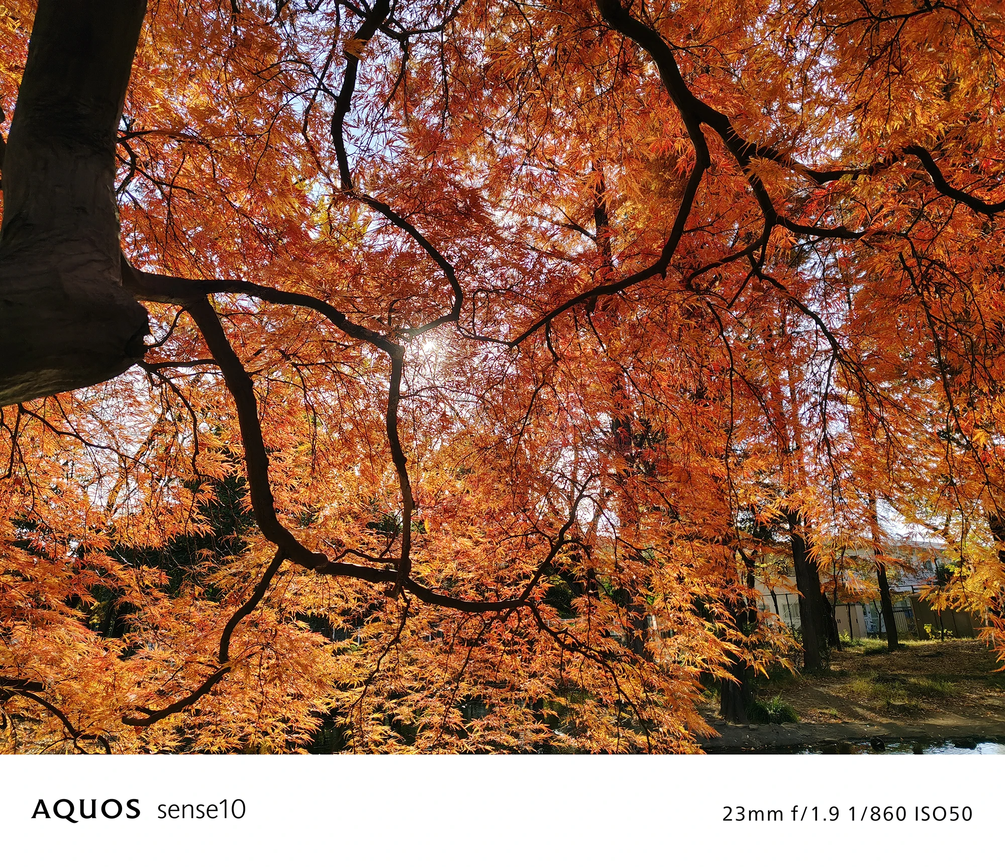 AQUOS sense10撮影サンプル：強い逆光で光芒が発生した紅葉の写真（23mm f/1.9 ISO50）