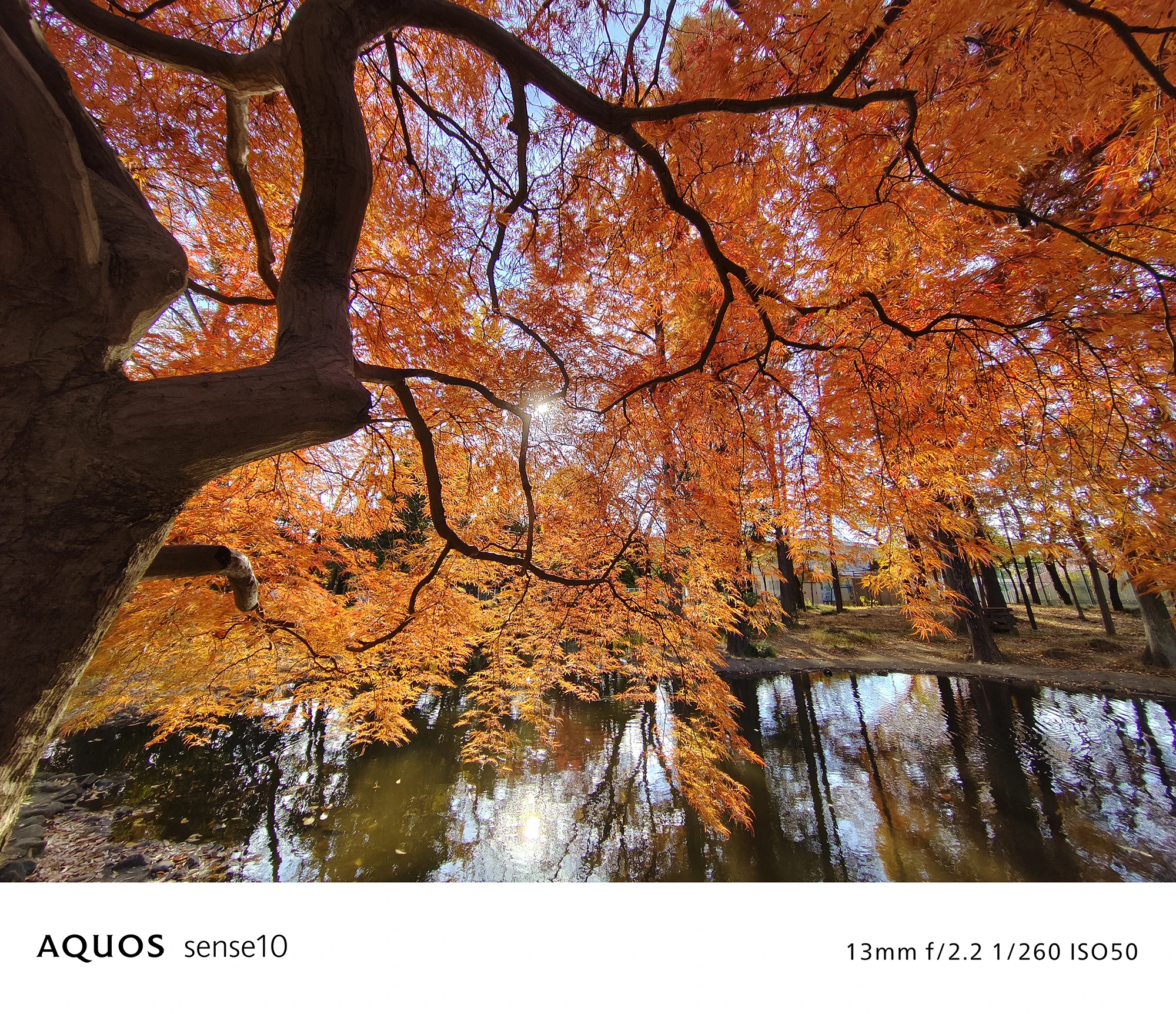 AQUOS sense10広角撮影サンプル：池に映る紅葉と太陽の光（13mm f/2.2 ISO50）