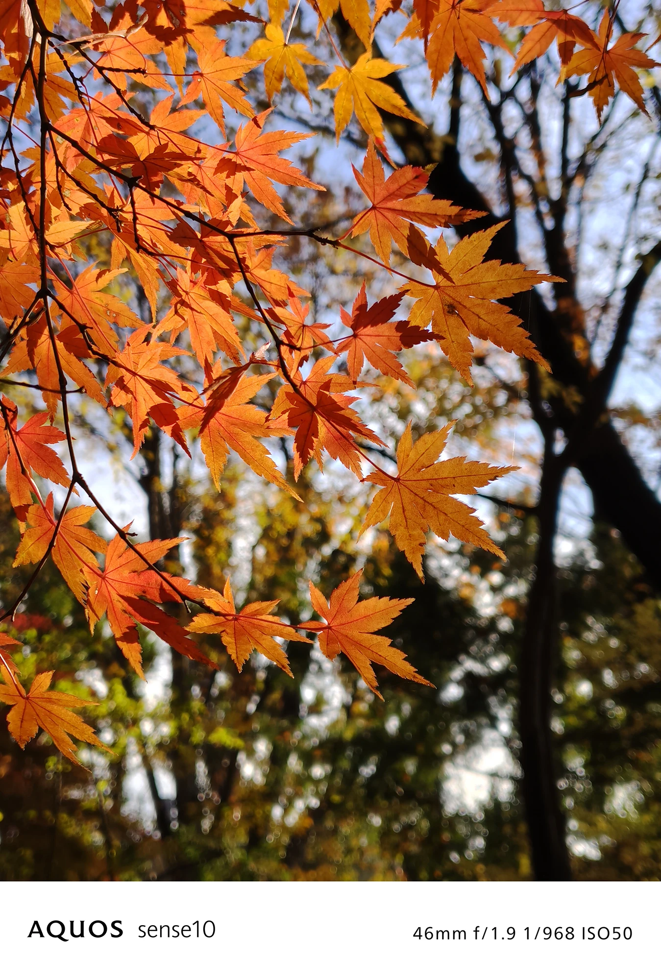 AQUOS sense10撮影サンプル：46mmズームで捉えた紅葉と美しい背景ボケ（f/1.9 ISO50）