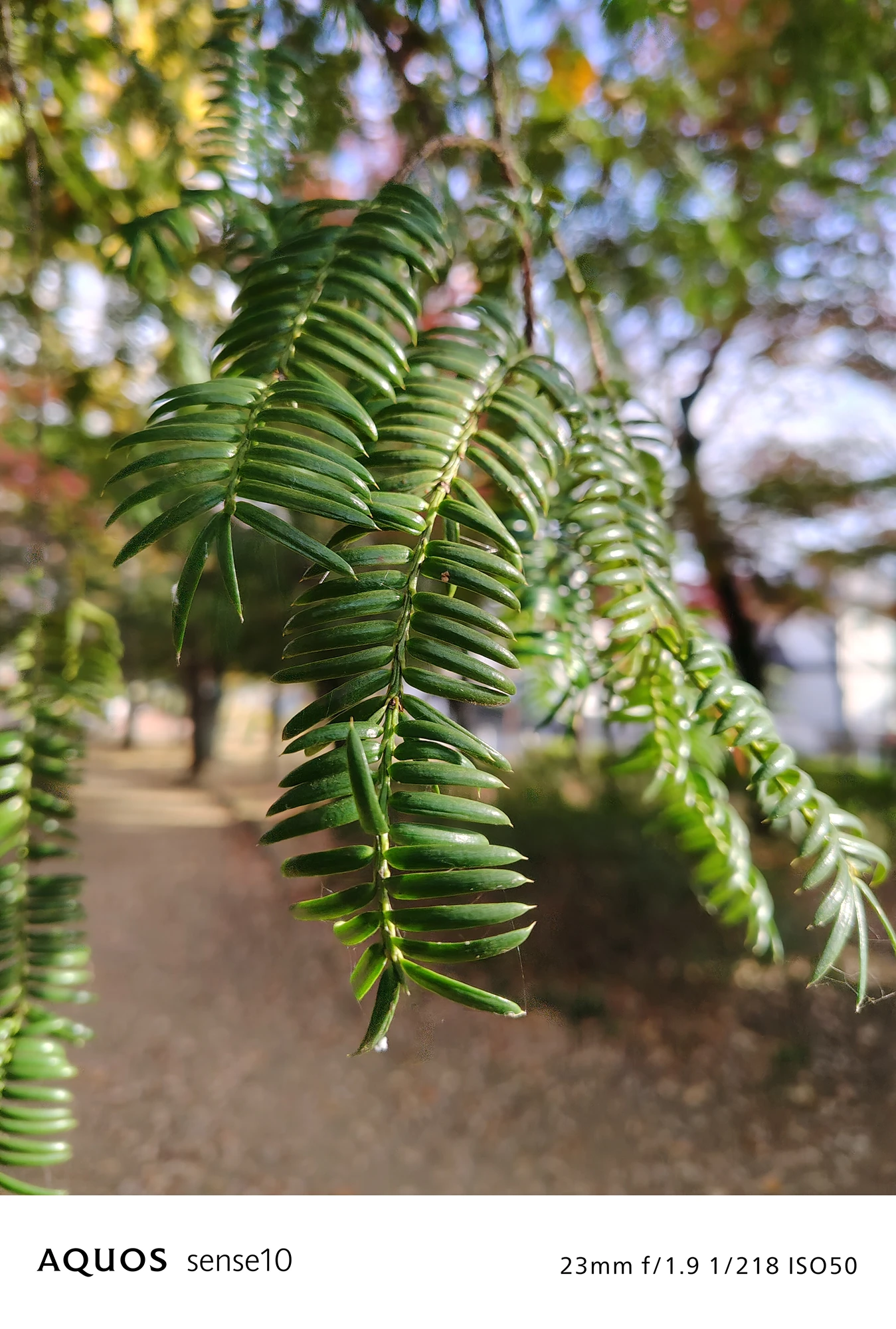 AQUOS sense10撮影サンプル：日中の針葉樹の接写と自然な背景ボケ（23mm f/1.9 ISO50）