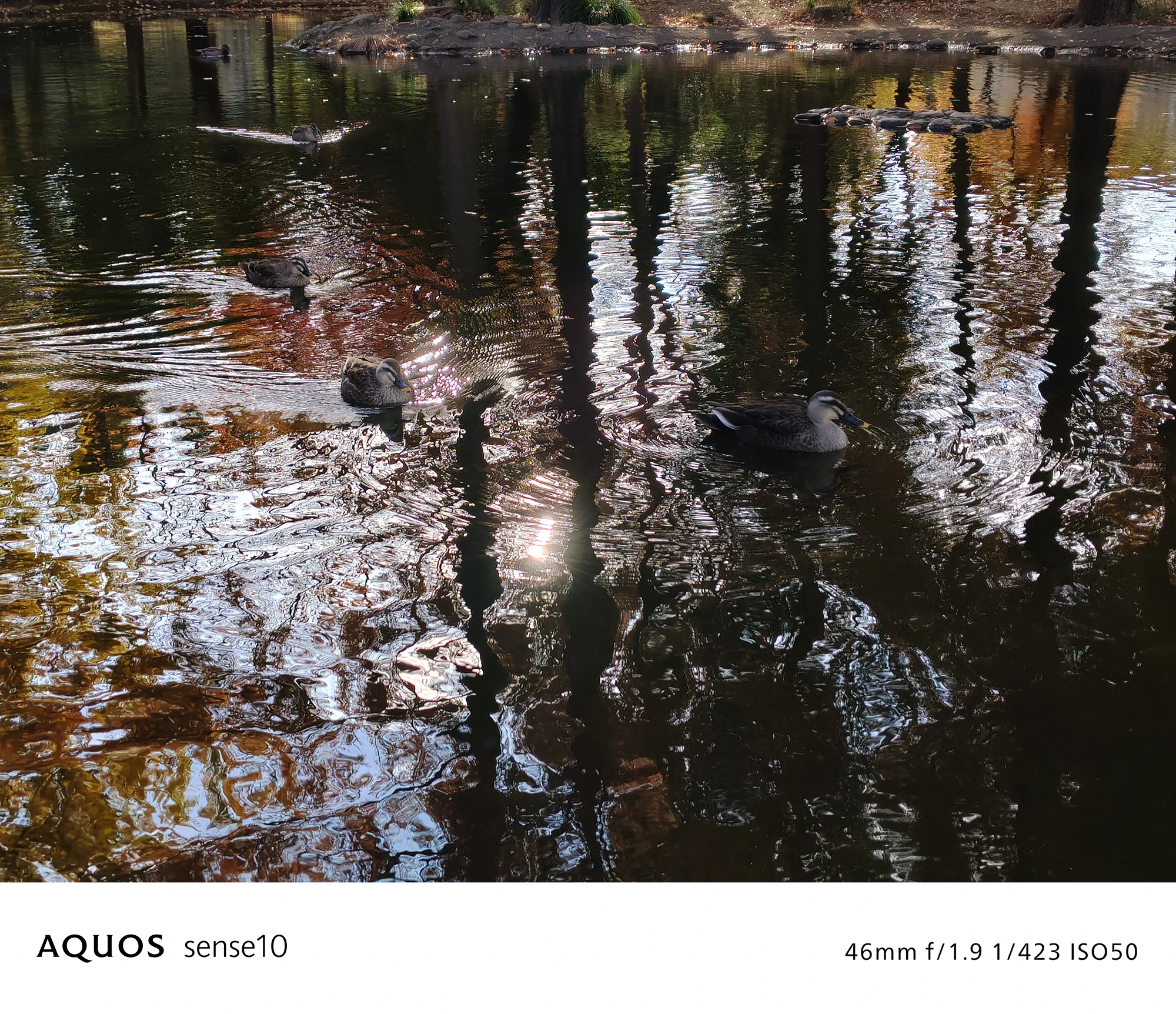 AQUOS sense10撮影サンプル：水面の反射が強い池のカモ（46mm f/1.9 ISO50）