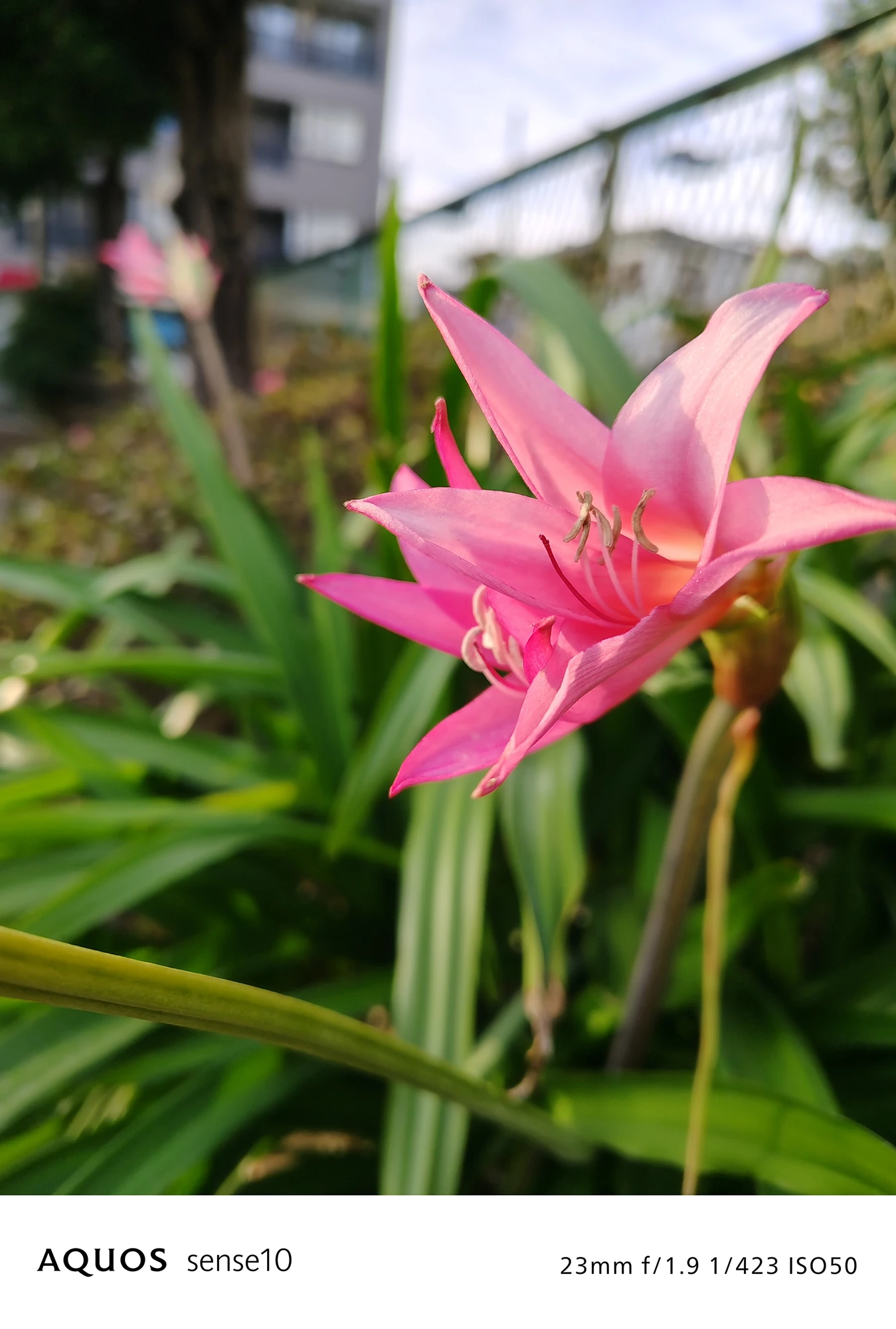 AQUOS sense10撮影サンプル：日中のピンクの花のクローズアップ（23mm f/1.9 ISO50）
