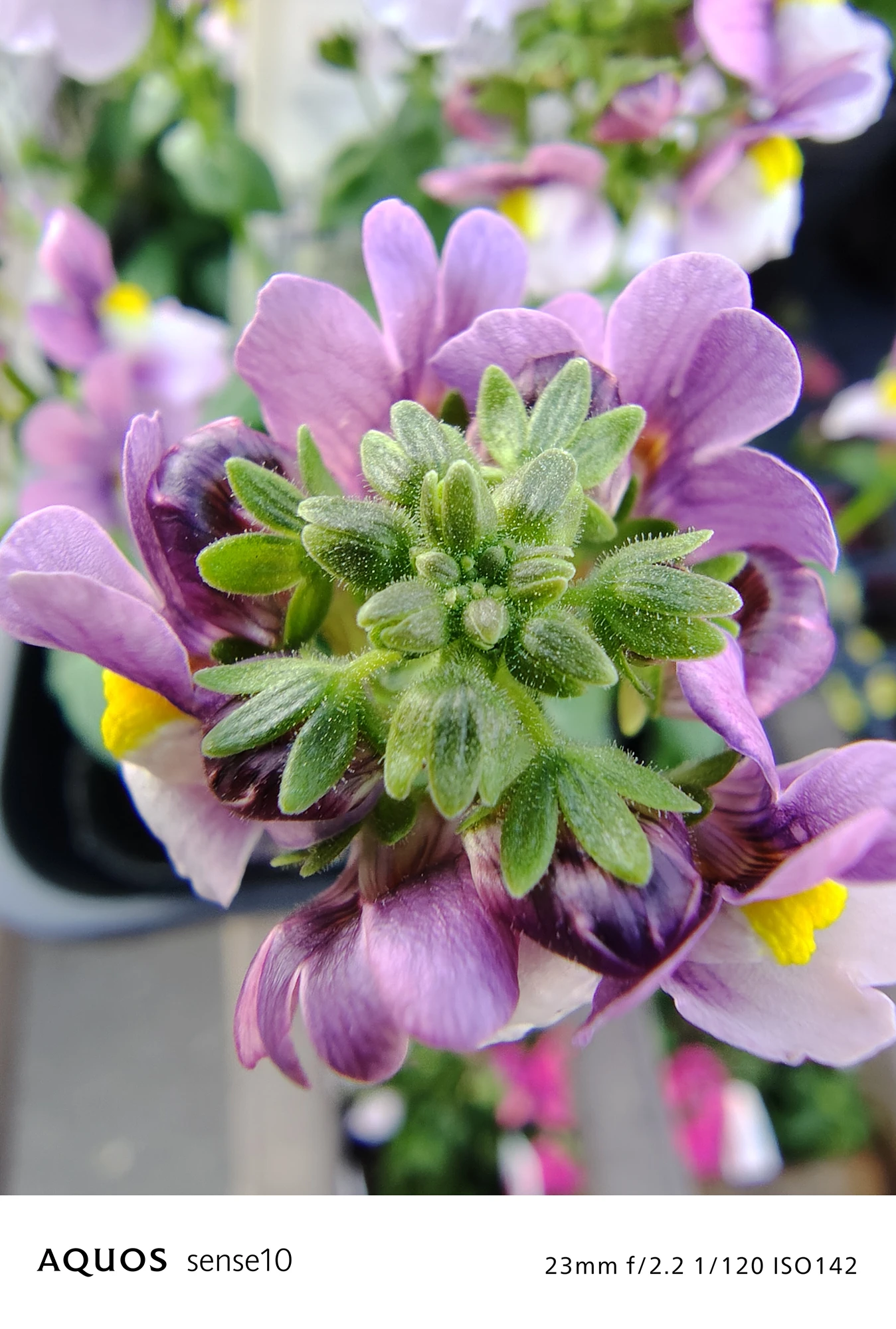 AQUOS sense10で撮影された、紫色の小花の美しい接写写真。F値2.2、シャッタースピード1/120秒、ISO142の撮影情報が付記されている。背景が自然にボケており、花の中心部の質感やディテールが鮮明に捉えられ、高いカメラ性能を示す。