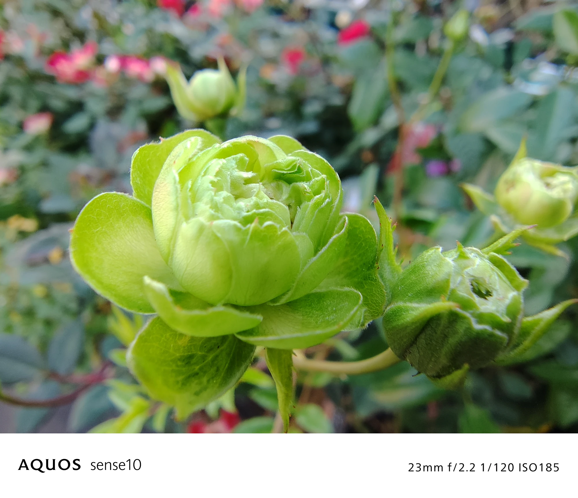 AQUOS sense10 撮影サンプル　黄緑色のバラの蕾（クローズアップ）f/2.2 1/120 ISO185