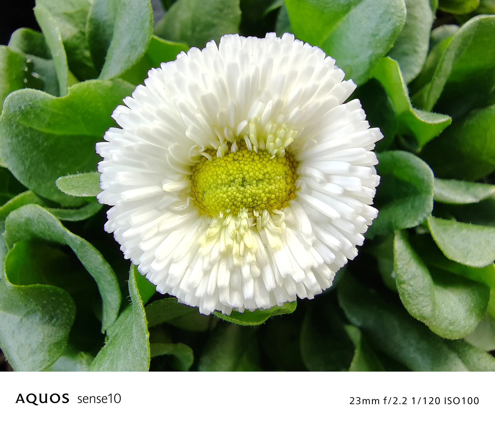 AQUOS sense10 撮影サンプル　白い八重咲きの花と緑の葉（クローズアップ）f/2.2 1/120 ISO100