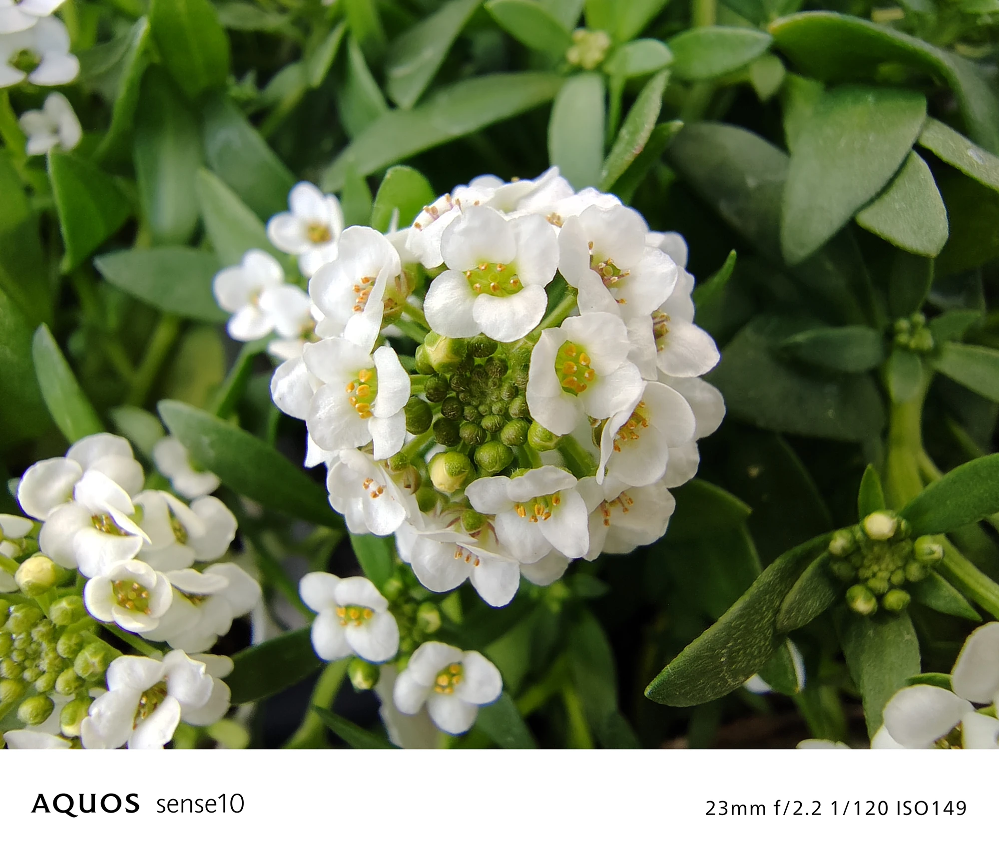 AQUOS sense10 撮影サンプル　白い小花の集合体（クローズアップ）f/2.2 1/120 ISO149