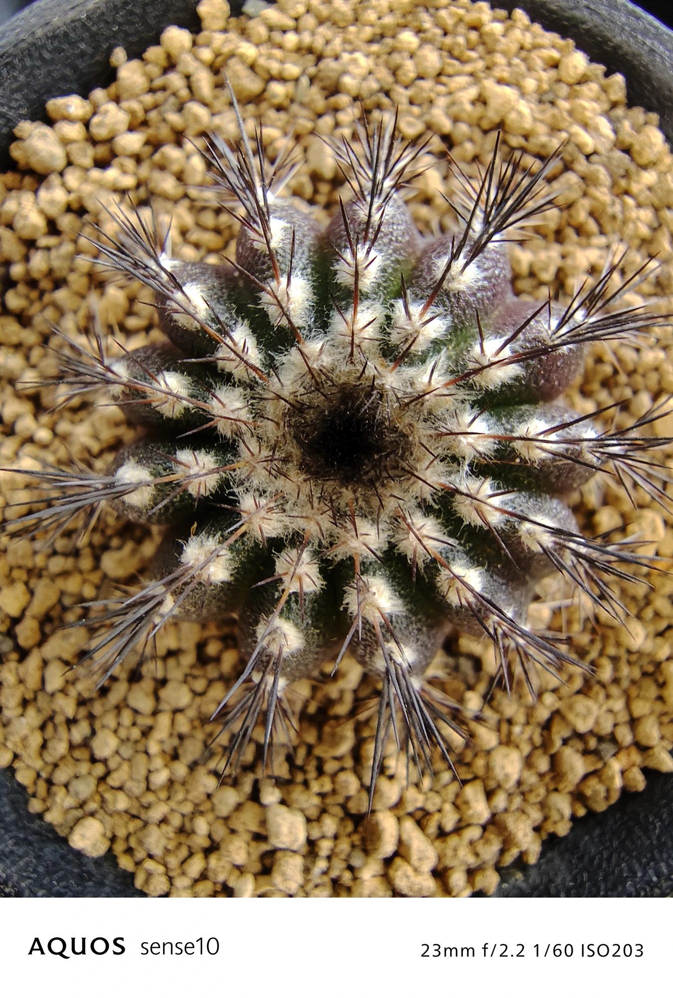 AQUOS sense10 撮影サンプル　サボテンのクローズアップ（上から）f/2.2 1/60 ISO203