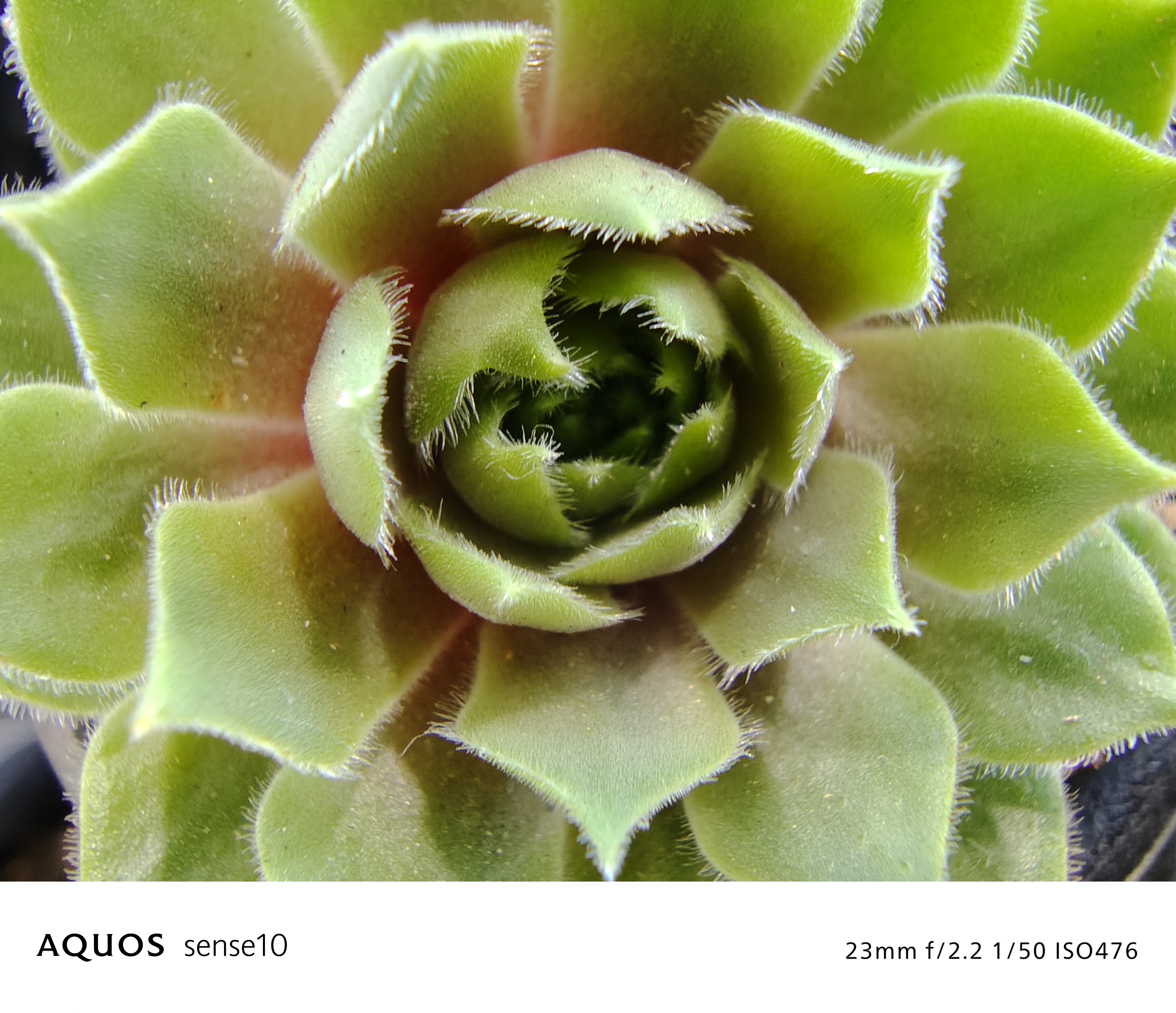 AQUOS sense10 撮影サンプル　多肉植物（クローズアップ）f/2.2 1/50 ISO476