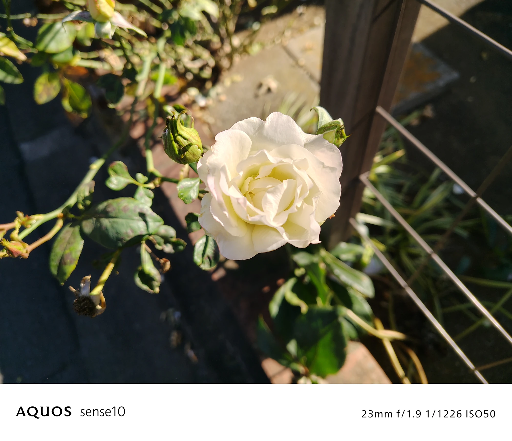 AQUOS sense10撮影サンプル：日中の白いバラのクローズアップ（23mm f/1.9 ISO50）