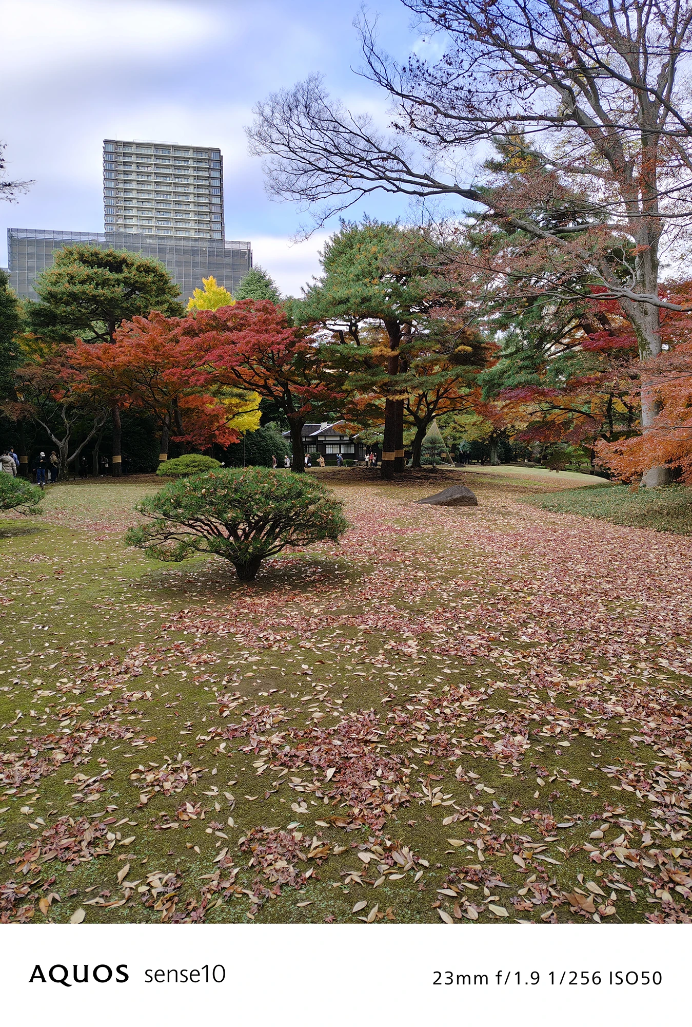 AQUOS sense10撮影サンプル：落ち葉が敷き詰められた庭園の風景（23mm f/1.9 ISO50）