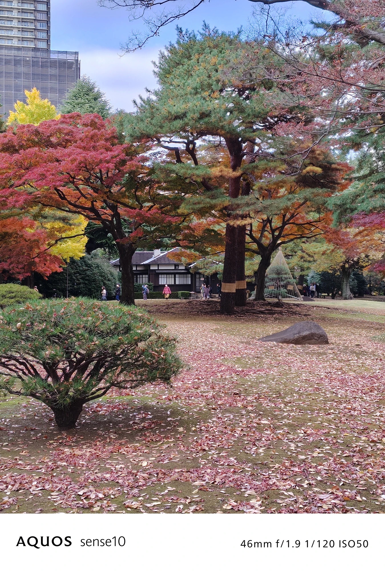 AQUOS sense10撮影サンプル：2倍ズームで捉えた紅葉と落ち葉の庭園（46mm f/1.9 ISO50）