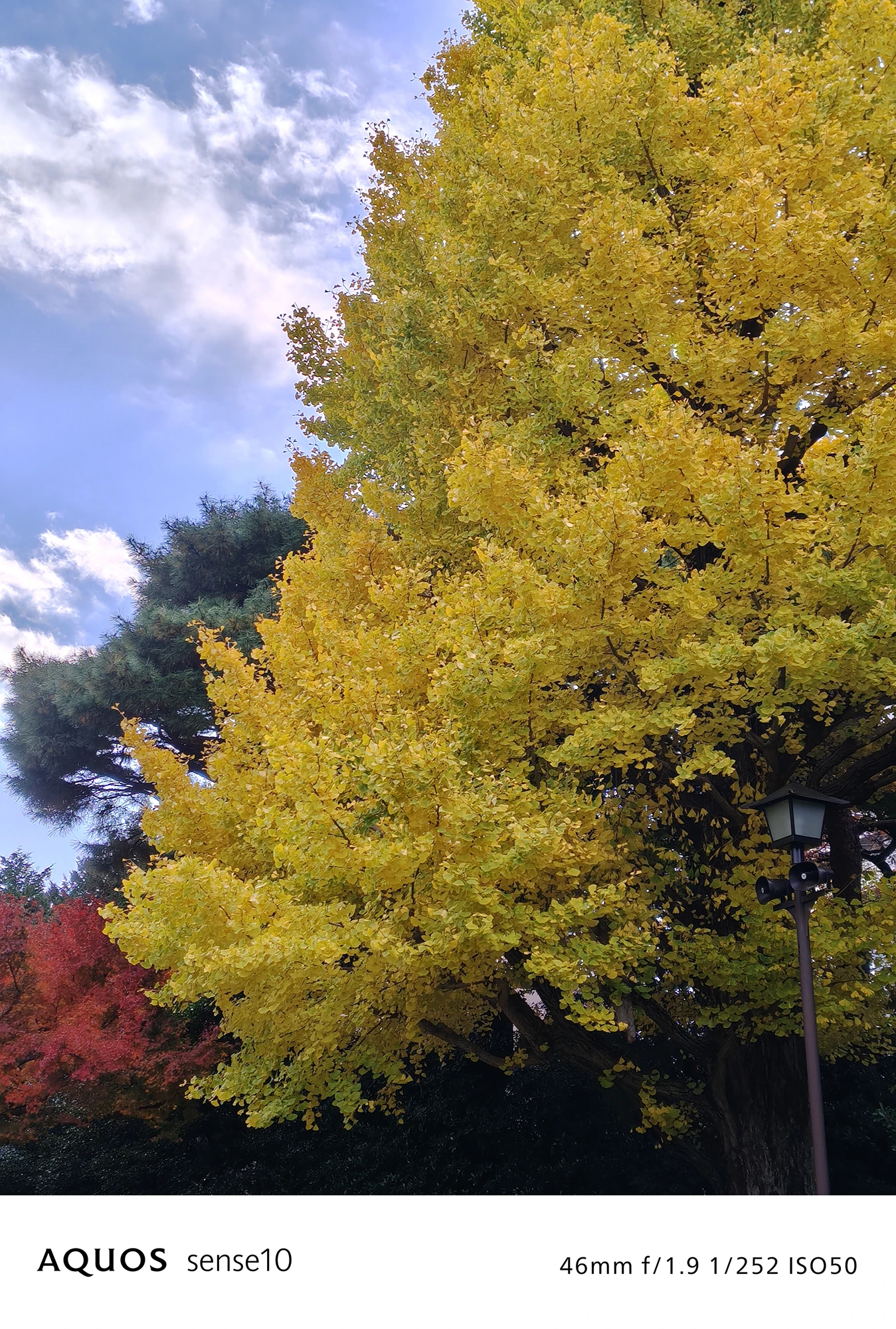 AQUOS sense10撮影サンプル：2倍ズームで捉えたイチョウの鮮やかな紅葉と青空（46mm f/1.9 ISO50）