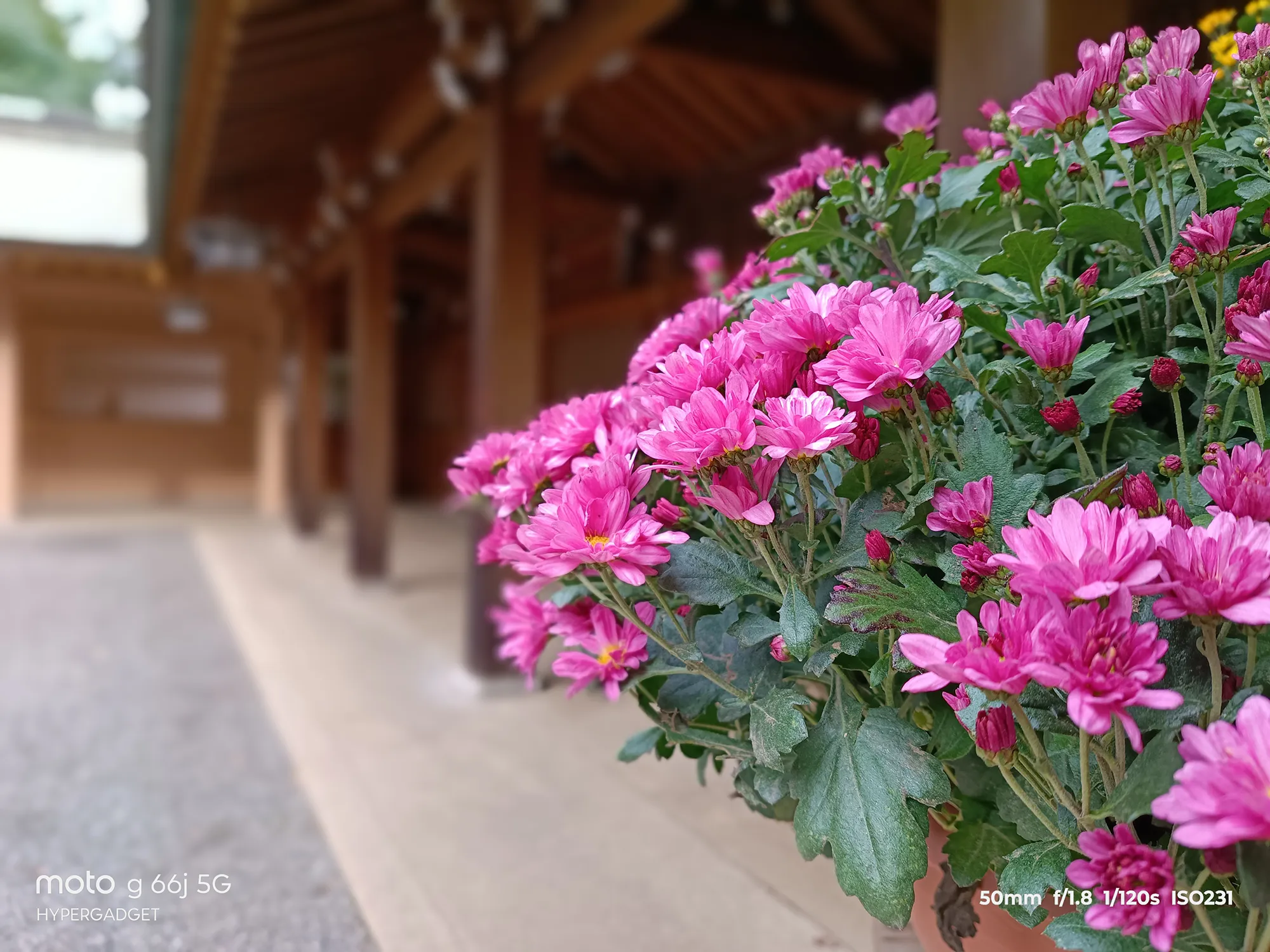 moto g66j 5Gのカメラ作例：神社の境内に咲く鮮やかなピンクの菊（マム）を撮影。美しいボケ味と花の色再現性をレビュー