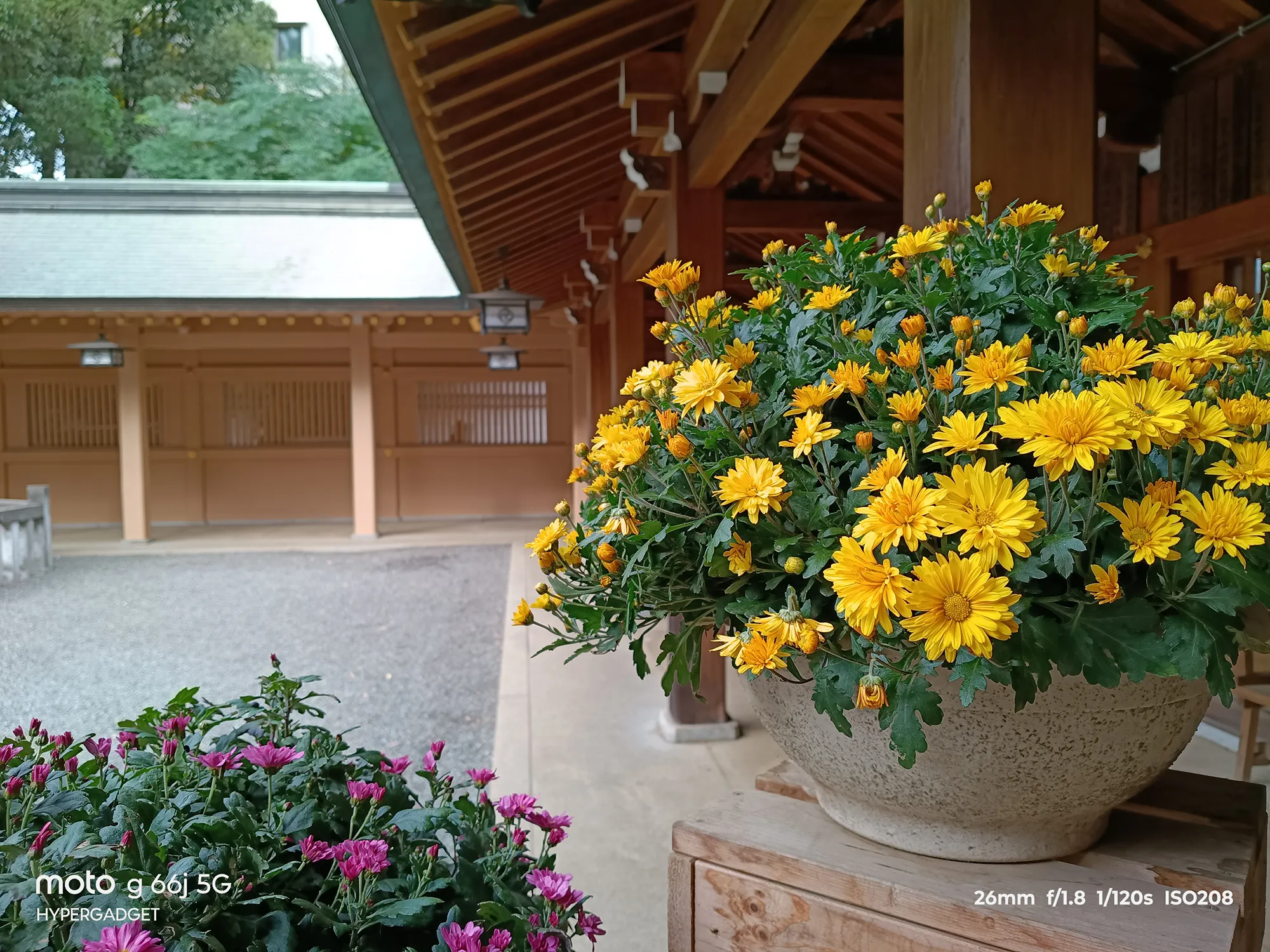 moto g66j 5Gのカメラ作例：神社の境内に飾られた鮮やかな黄色の菊。木造の建物と花の色再現性をレビュー