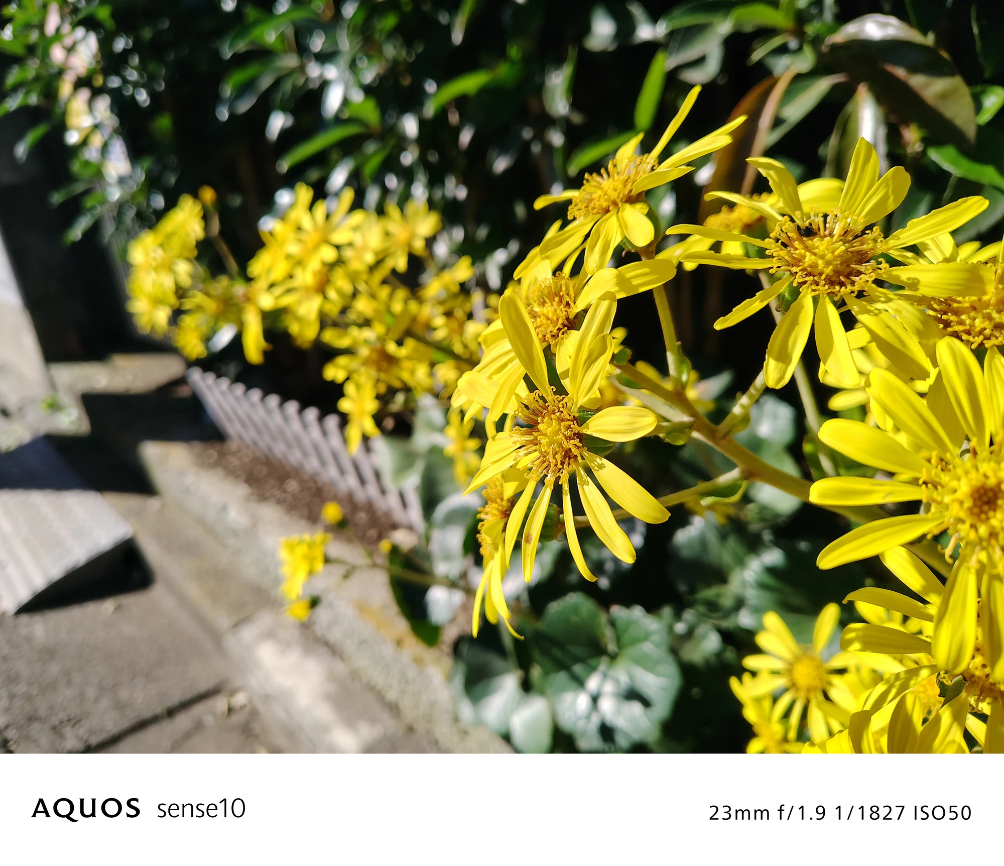 AQUOS sense10撮影サンプル：日差しの下で咲く黄色い花のクローズアップ（23mm f/1.9 ISO50）