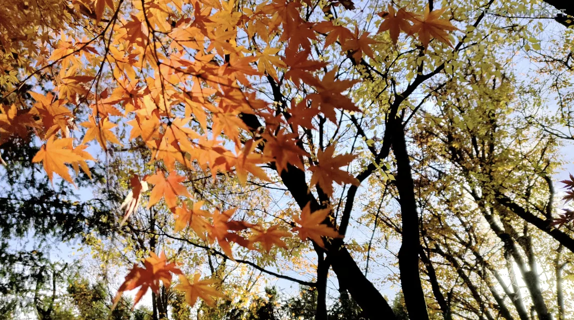 紅葉のモミジと青空（逆光）