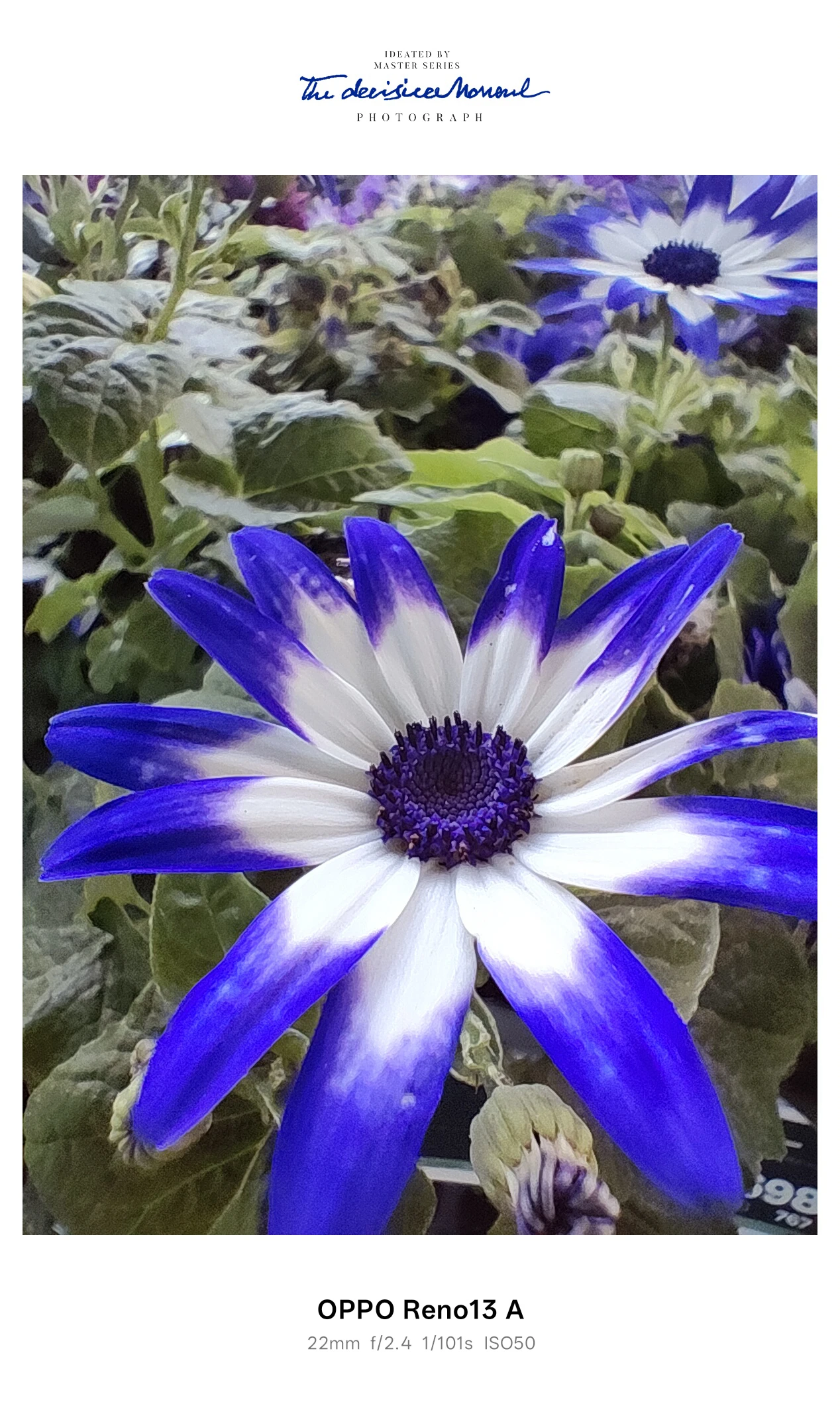 OPPO Reno13 A マクロ作例：青と白のグラデーション花を接写して発色を検証（ISO50）