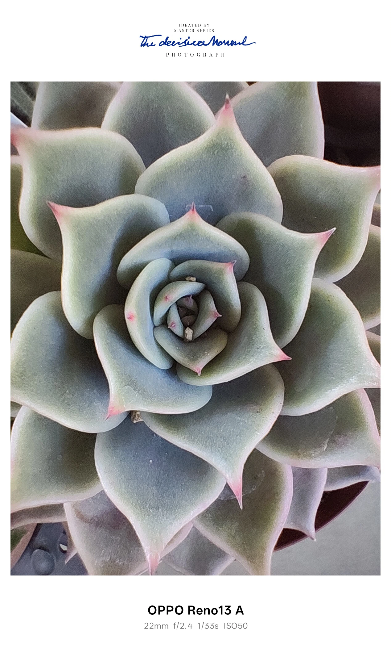 OPPO Reno13 A マクロ作例：多肉植物の中心部を捉えたディテール描写（ISO50）