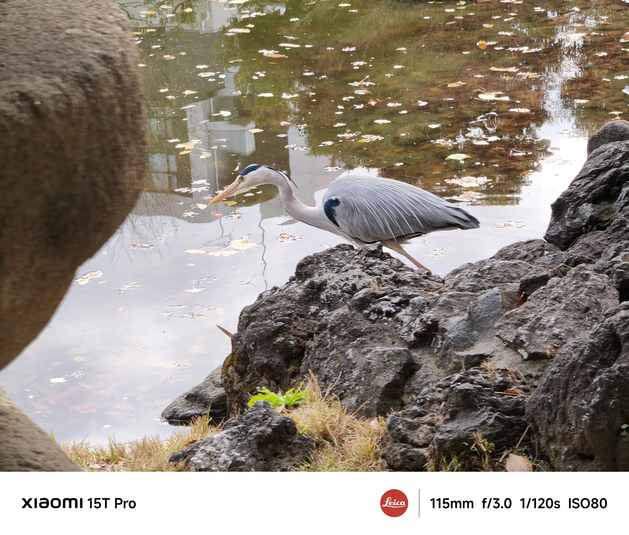 Xiaomi 15T Proの5倍望遠で撮影した岩場を歩くアオサギ、羽毛の質感と背景の圧縮効果