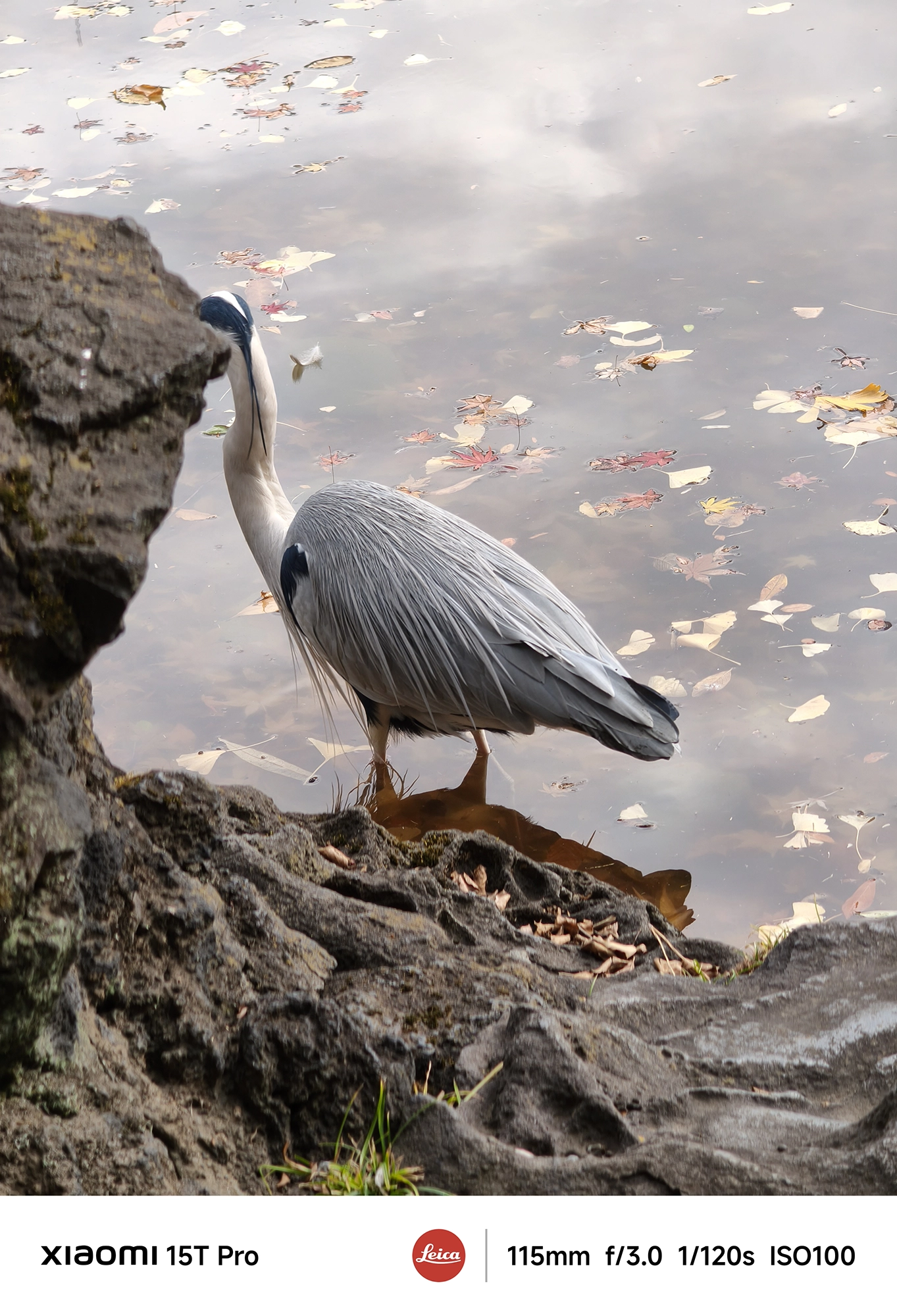 Xiaomi 15T Proの5倍望遠で撮影した池の縁のアオサギ、落ち葉と水面反射の描写