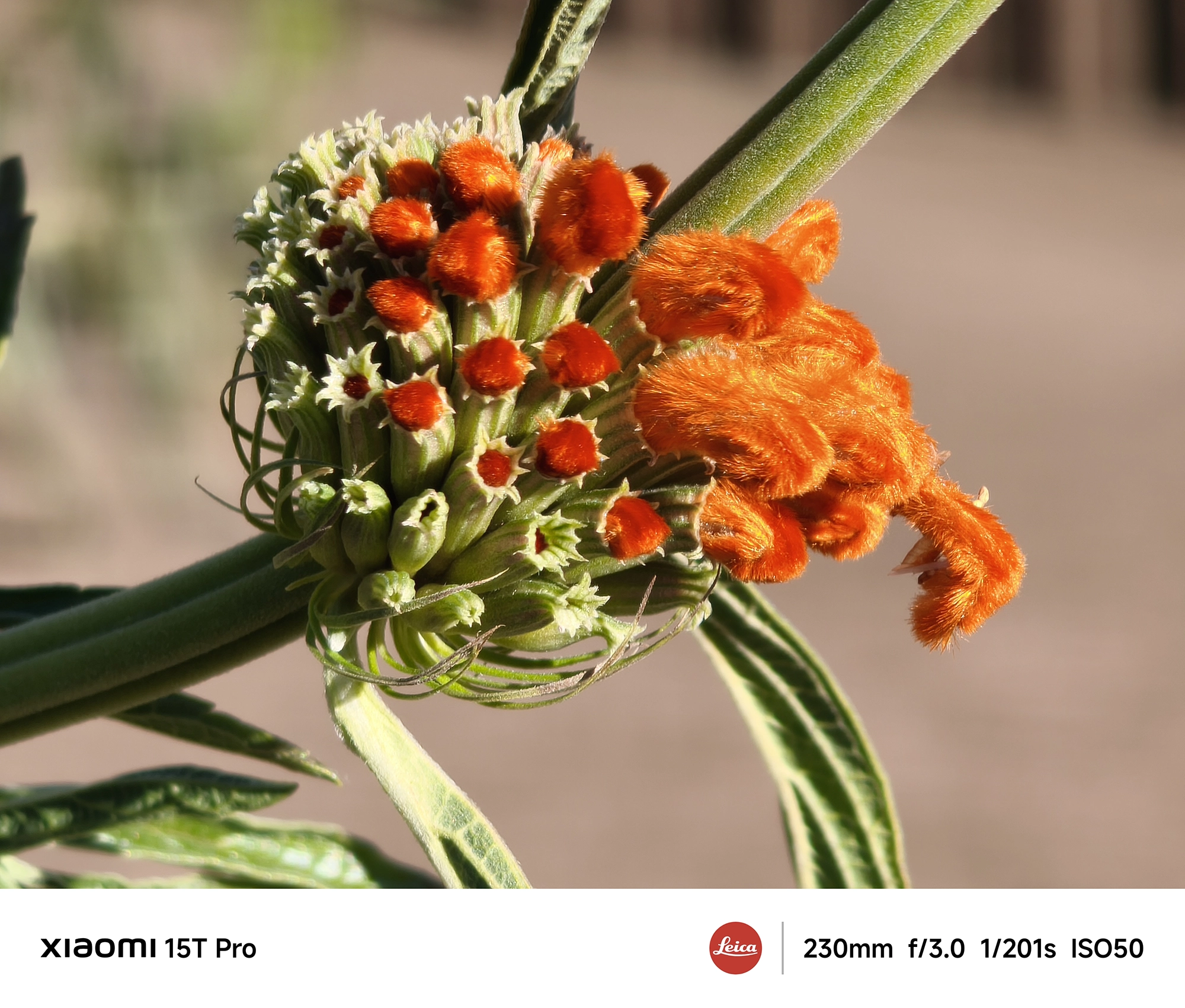 Xiaomi 15T Proの5倍望遠（230mm相当）で撮影したオレンジ色の花（蕾）の接写、毛羽立ちの質感