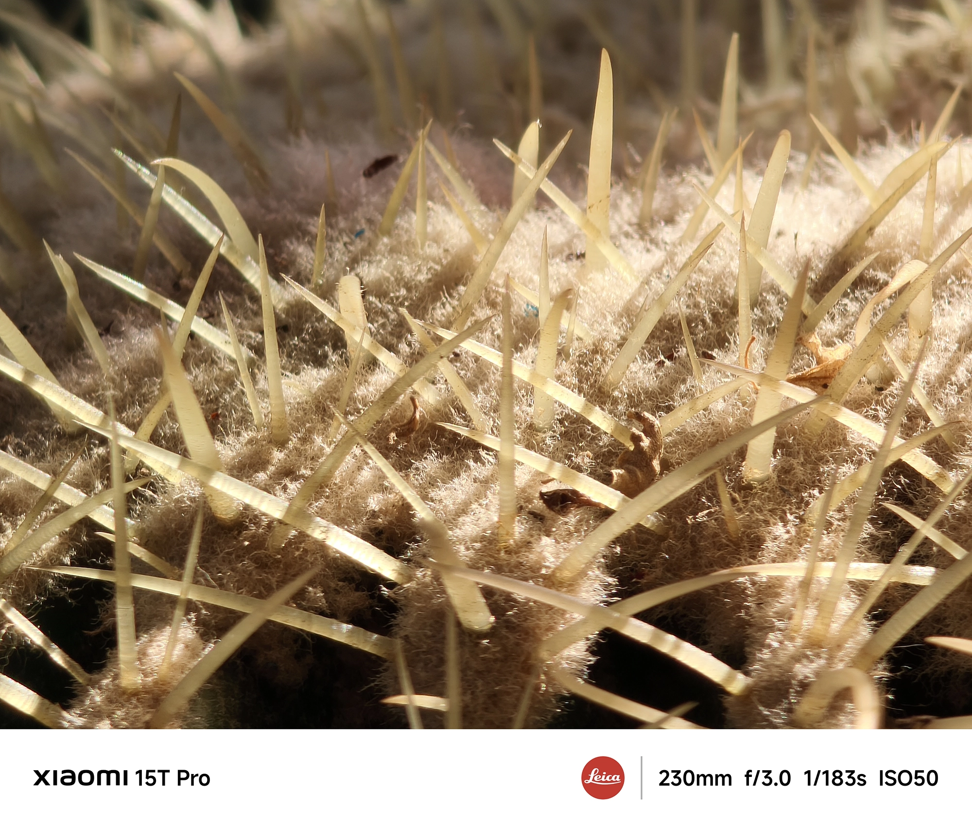 Xiaomi 15T Proの5倍望遠（230mm相当）で撮影したサボテンの刺と綿毛、逆光で浮かぶディテール