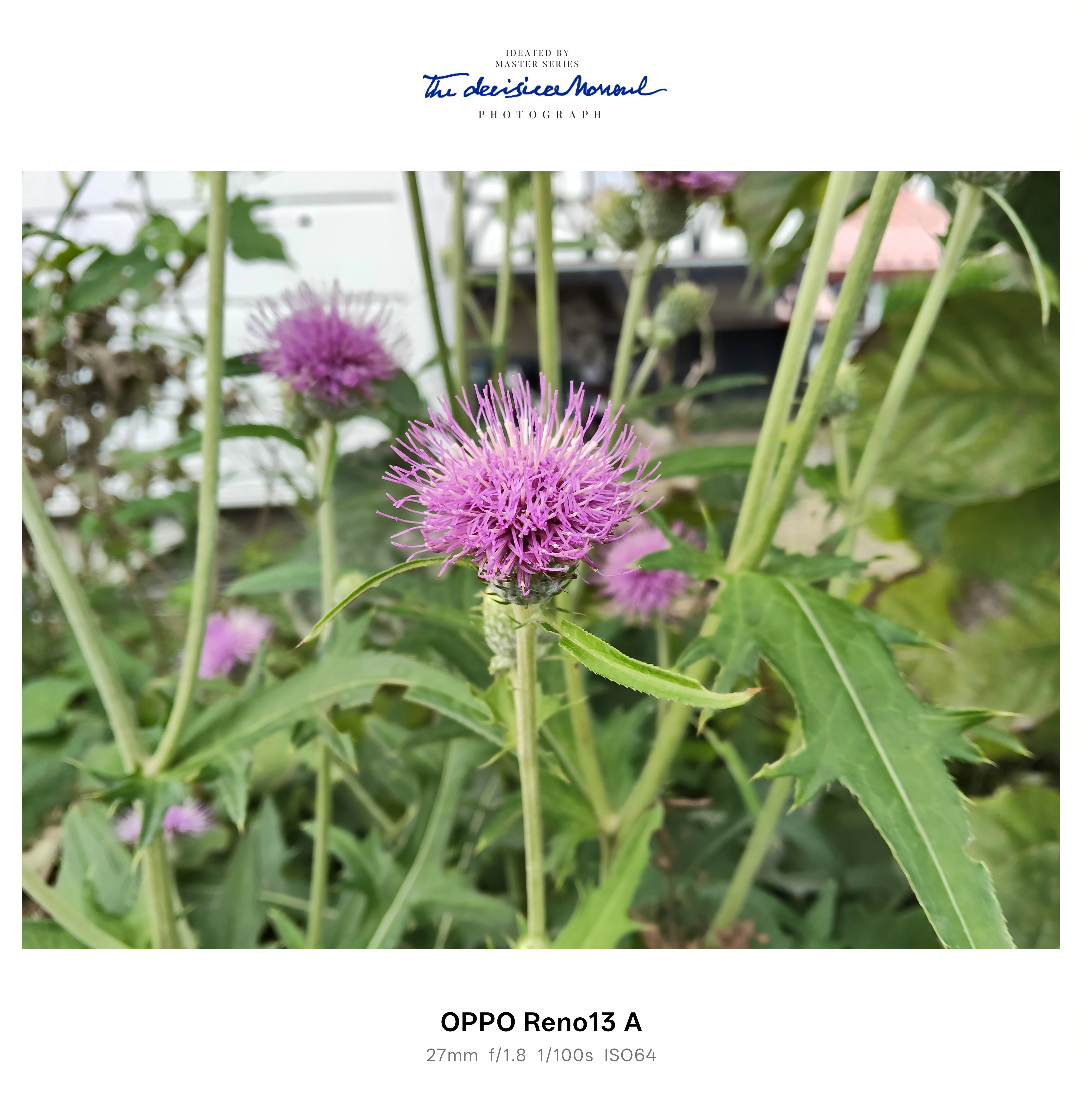 紫のアザミの花をクローズアップ、繊細な花弁の質感をOPPO Reno13 Aで撮影