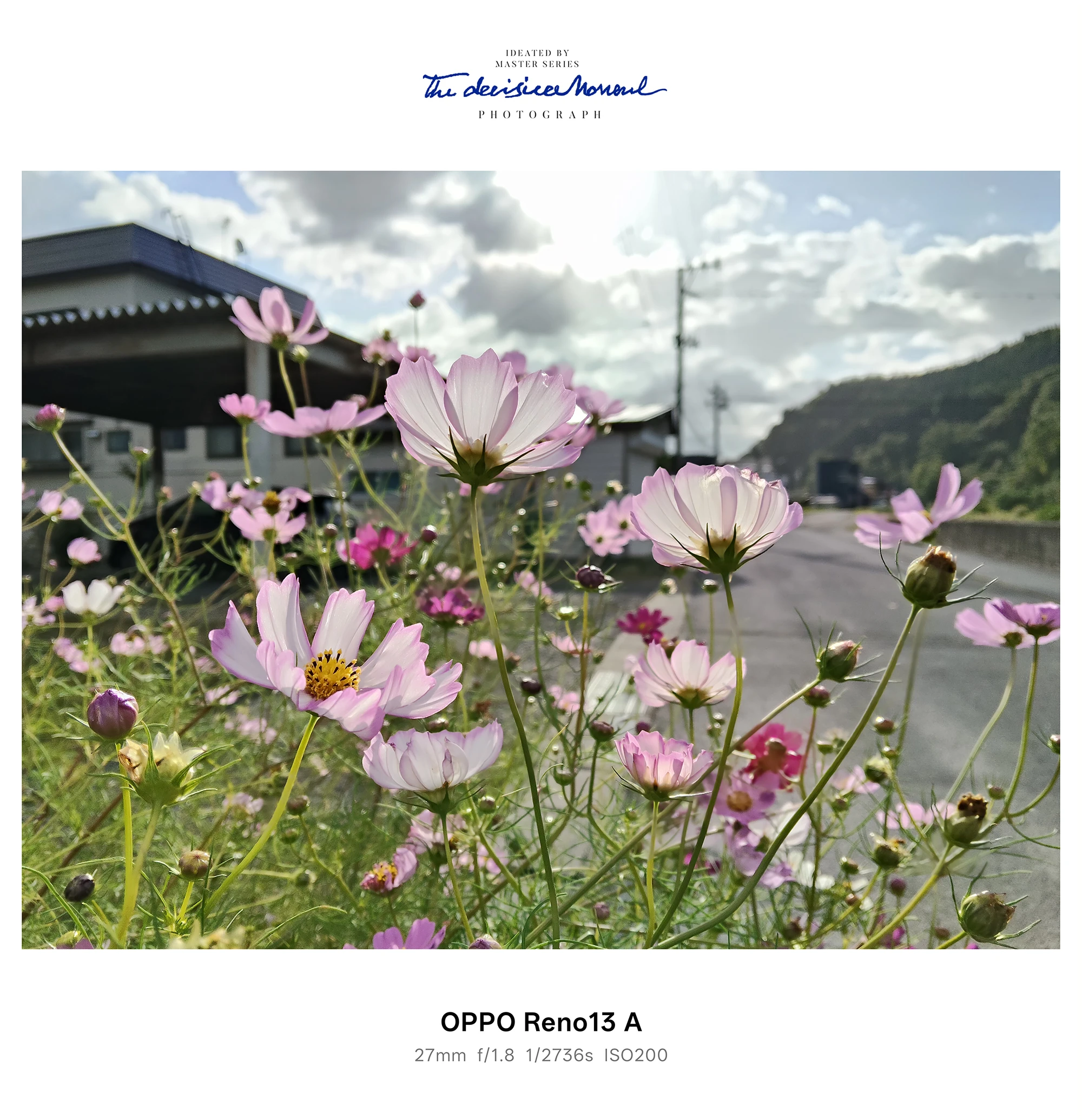 逆光に透けるコスモスの花、背景ボケの空と道路をOPPO Reno13 Aで撮影