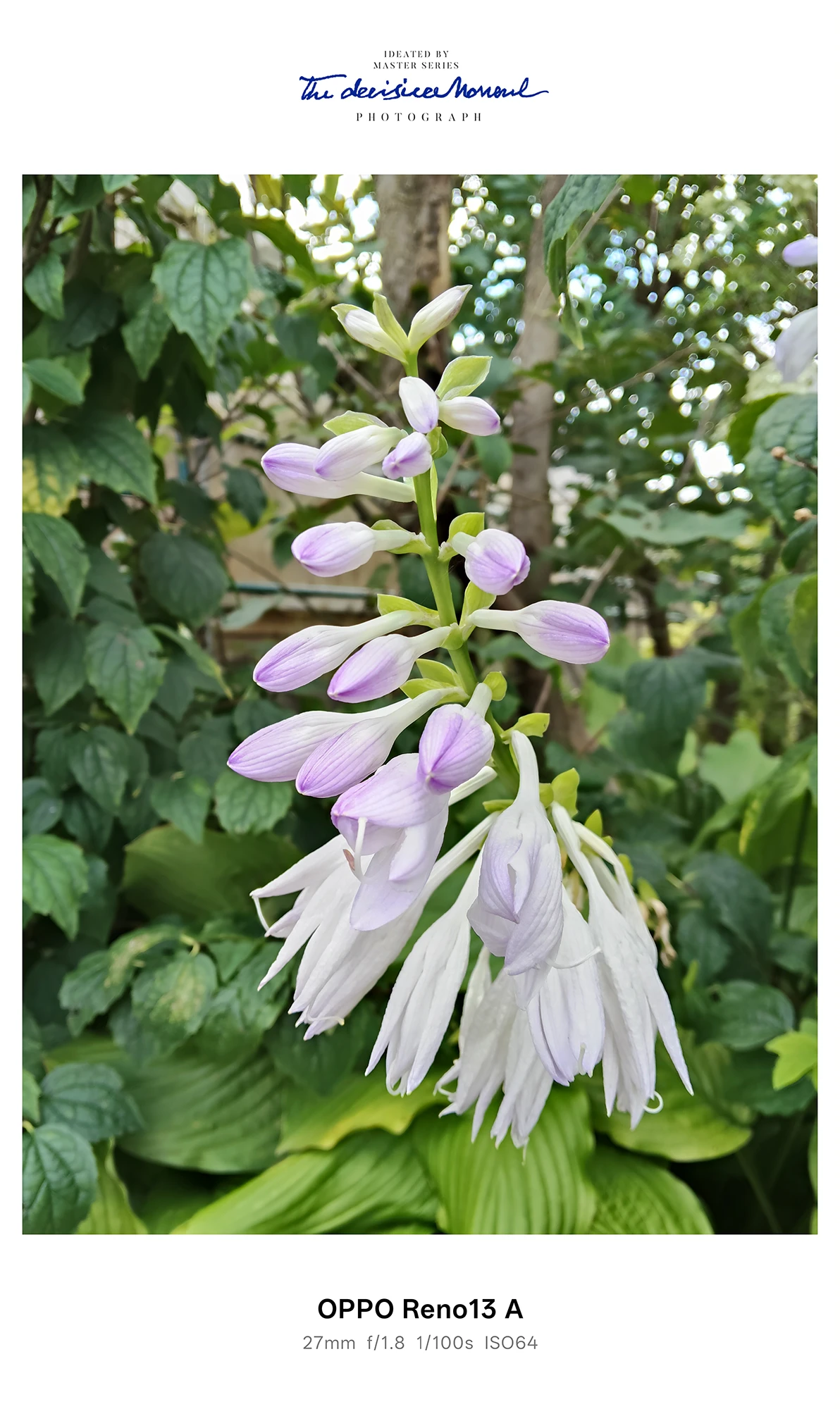 薄紫のギボウシ（ホスタ）の花房、緑の葉と背景ボケをOPPO Reno13 Aで撮影