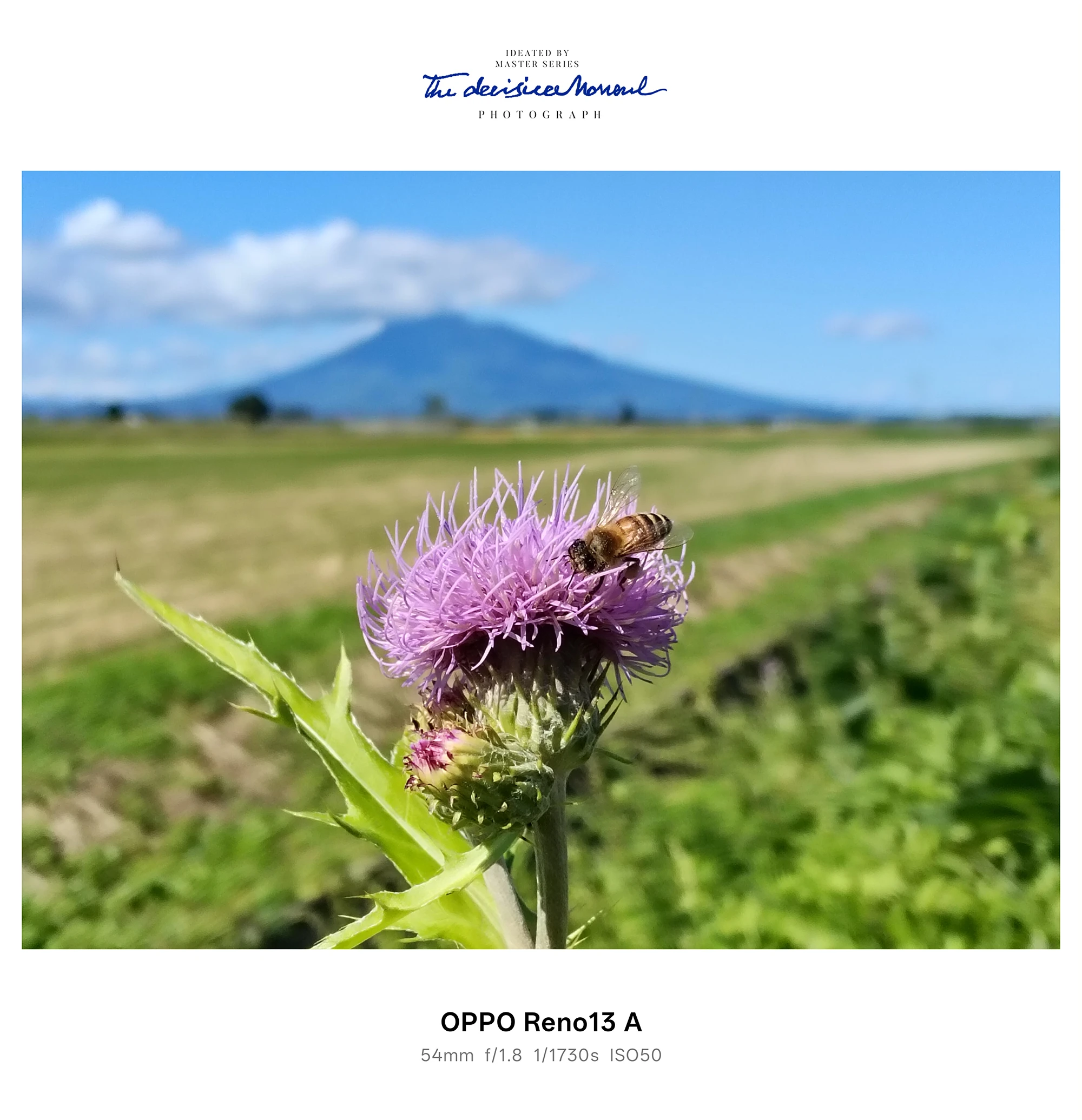 OPPO Reno13 A 作例：アザミの花にとまるミツバチ（背景に山と青空）