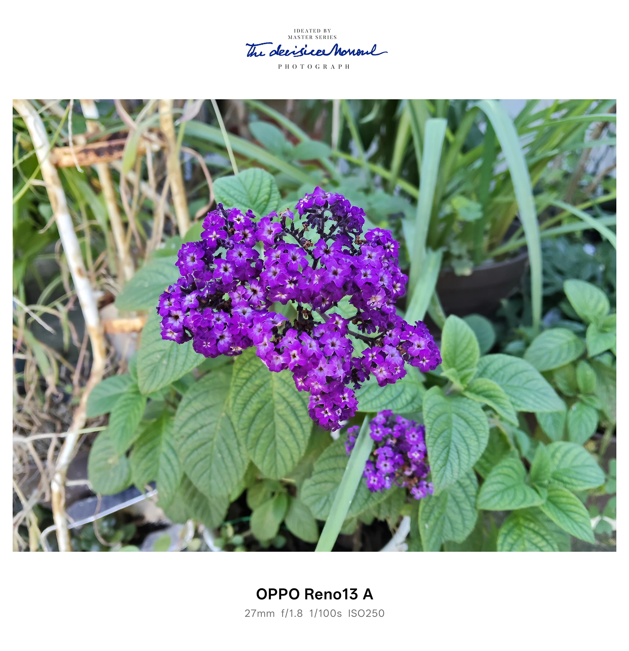 小花が密集した紫の花を接写、葉脈のディテールまでOPPO Reno13 Aで撮影