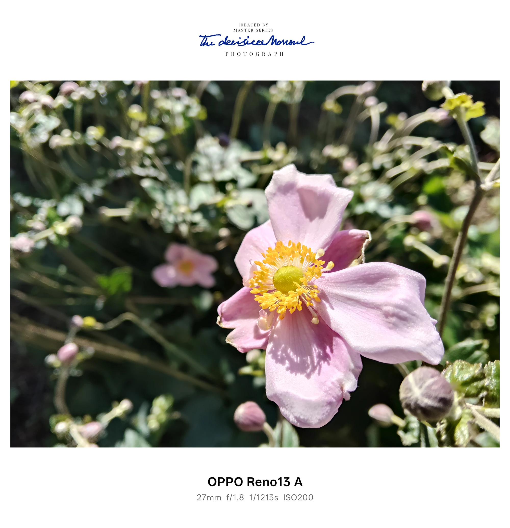 淡いピンクの花をマクロで撮影、黄色い雄しべの立体感をOPPO Reno13 Aで撮影