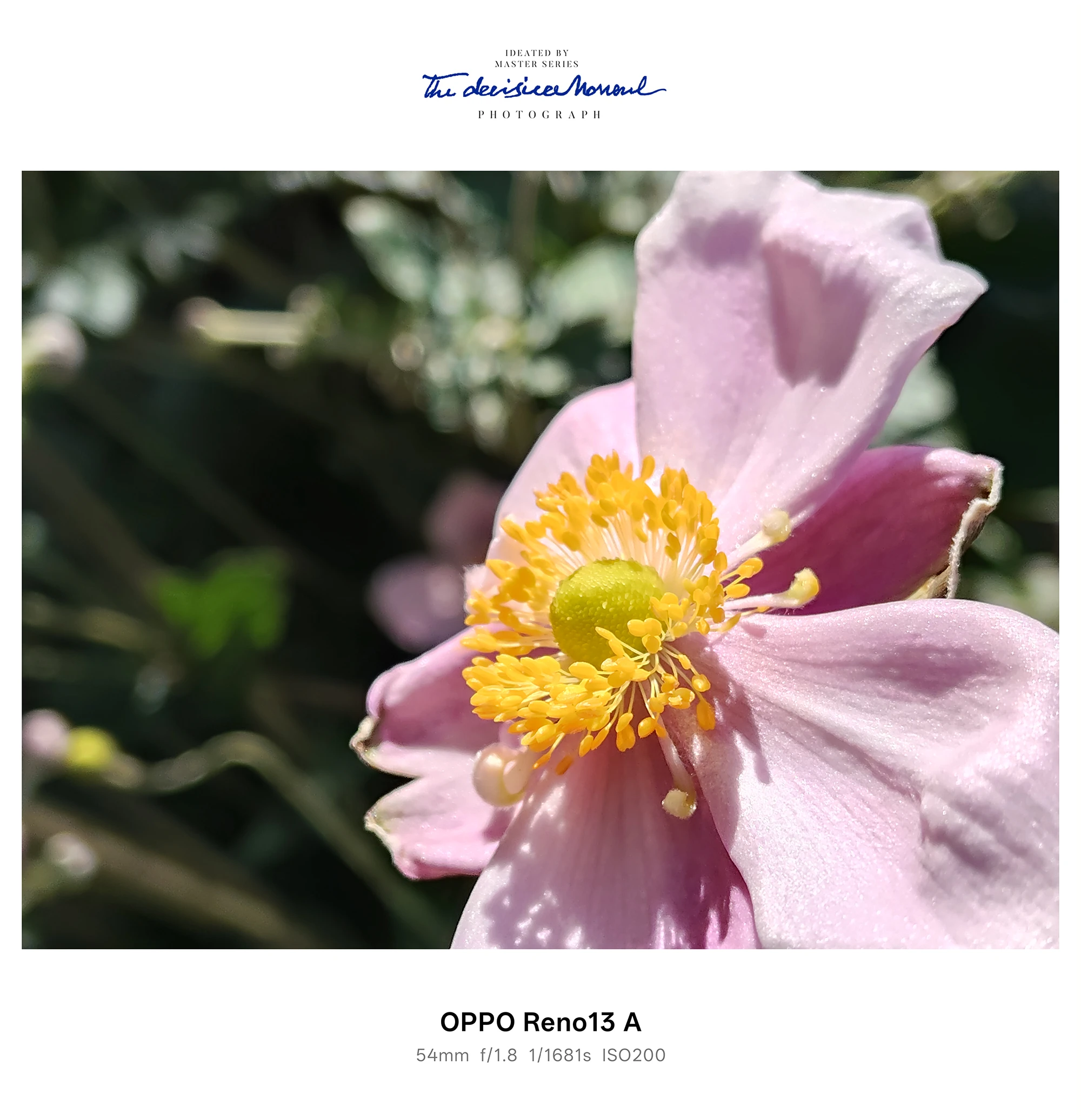 OPPO Reno13 A 作例：ピンクの花のマクロ（黄色い花芯、背景は大きなボケ）