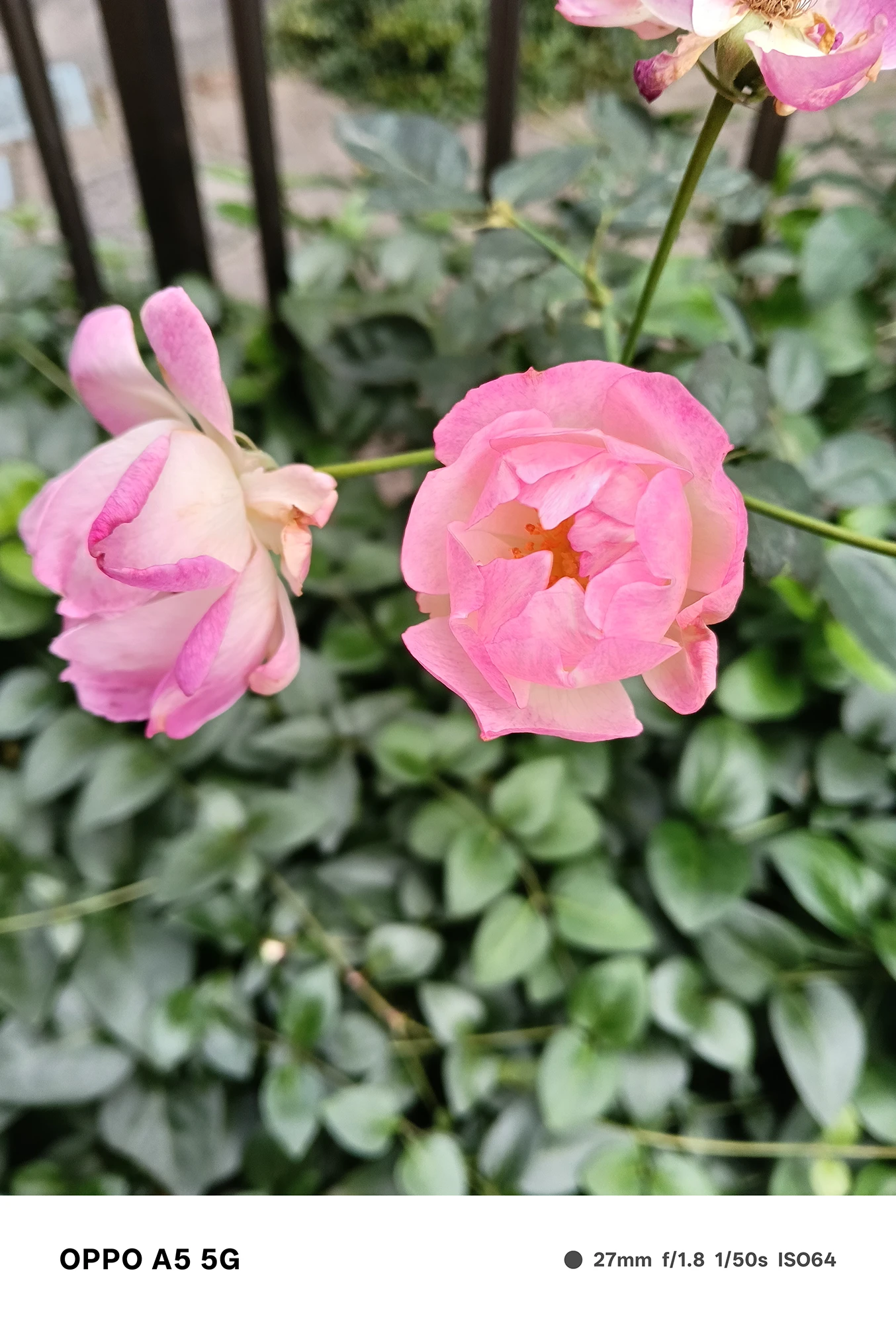 OPPO A5 5Gのカメラで撮影したピンク色のバラのクローズアップ。花弁の柔らかな階調と背景ボケを確認できるマクロ寄りの作例