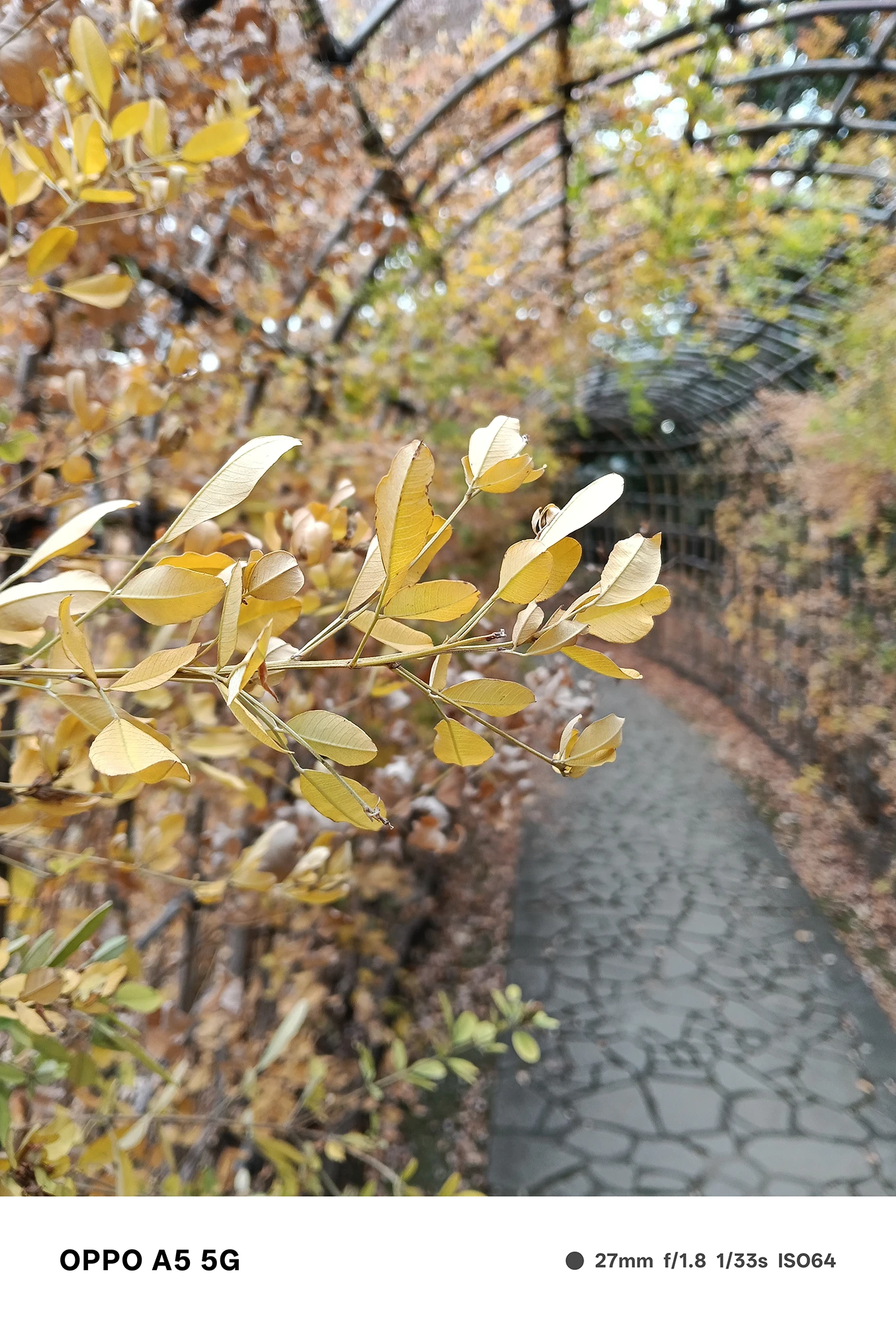 OPPO A5 5Gで撮影した黄葉の枝の近接写真。奥のアーチ状の遊歩道が柔らかくぼけ、色の分離と立体感を確認できる作例